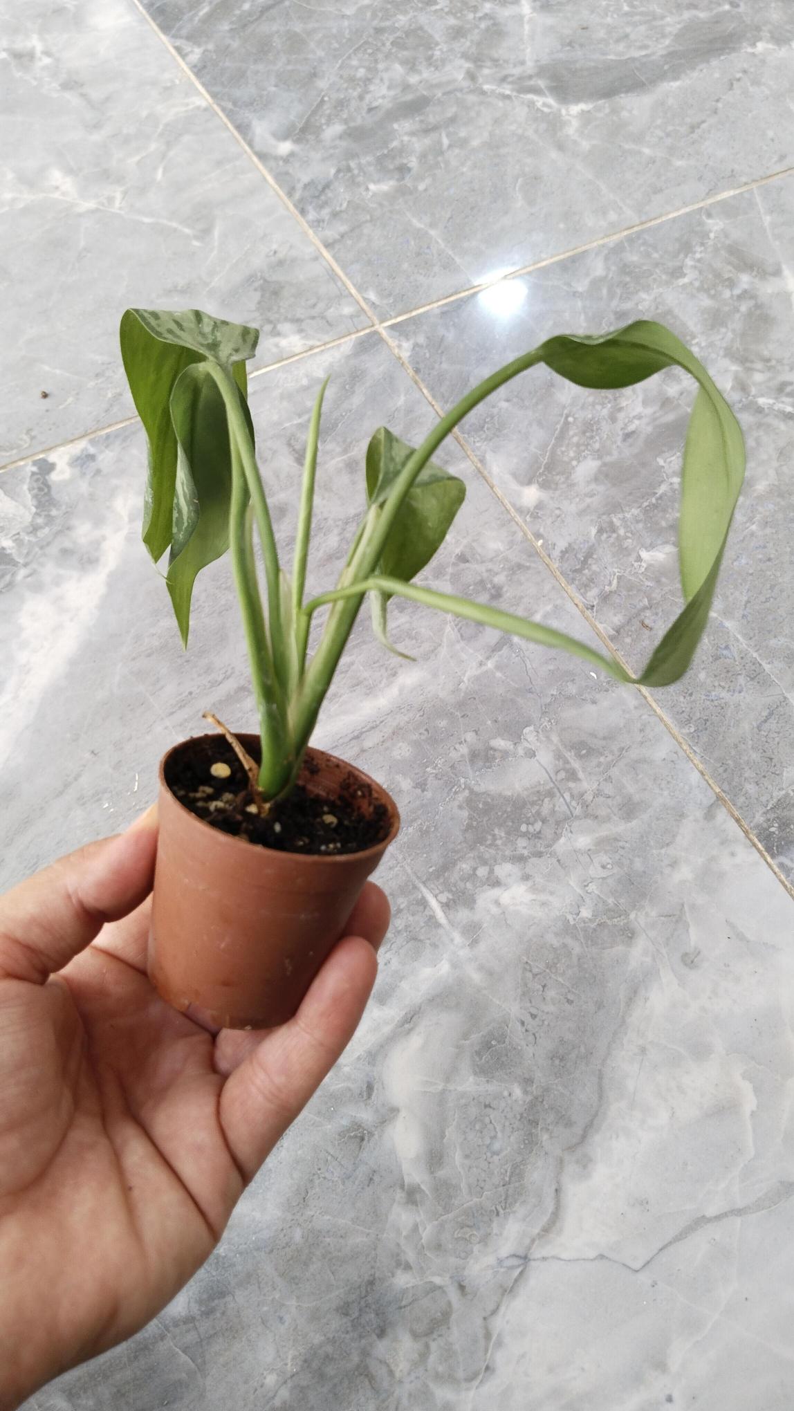 Aglonema%20(Aglaonema)%20Bitkisi