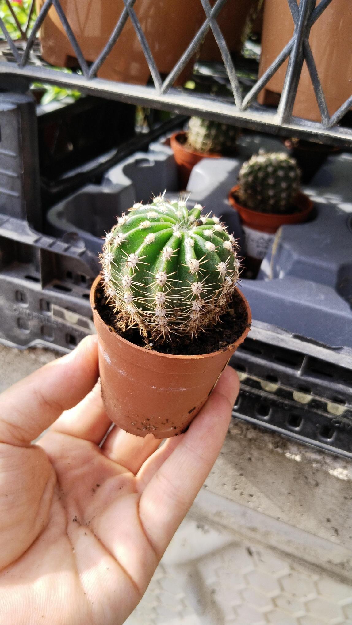 Kaynana%20Topuzu%20(Echinopsis%20Oxygona)%205.5.cm.Saksıda%20