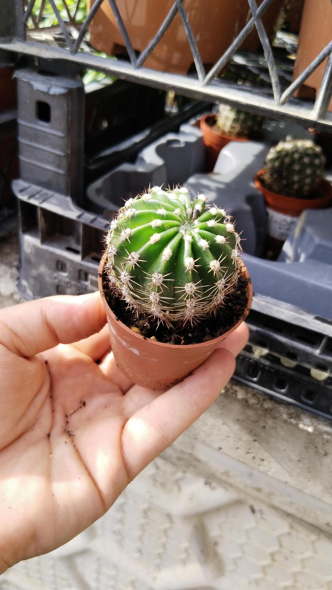 Kaynana%20Topuzu%20(Echinopsis%20Oxygona)%205.5.cm.Saksıda%20