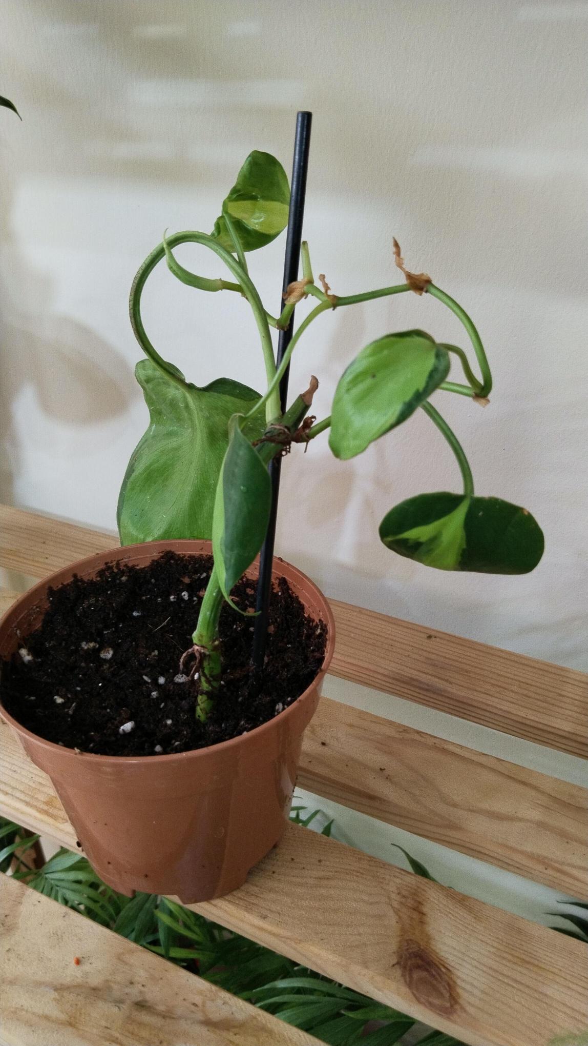 Salon%20%20Sarmaşığı-Philodendron%20Scandens%20Brasil