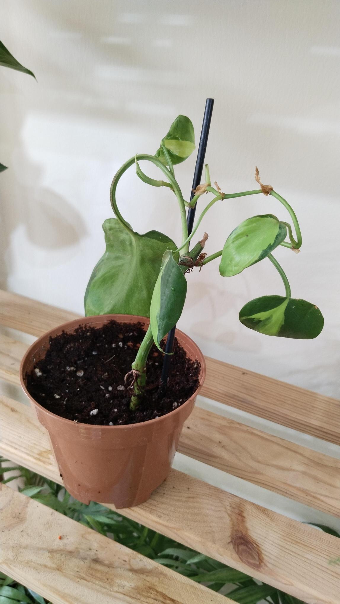 Salon%20%20Sarmaşığı-Philodendron%20Scandens%20Brasil