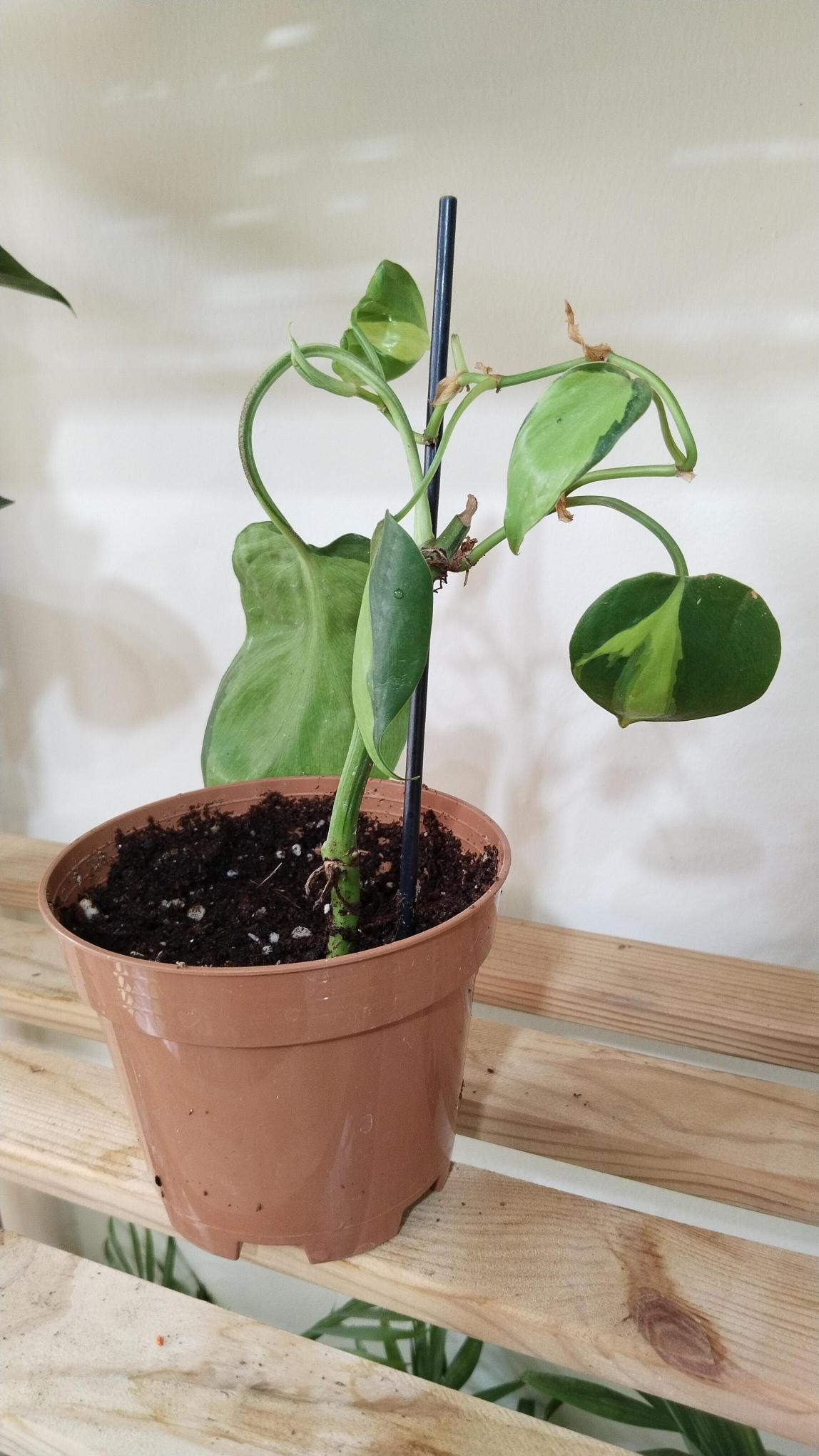 Salon%20%20Sarmaşığı-Philodendron%20Scandens%20Brasil