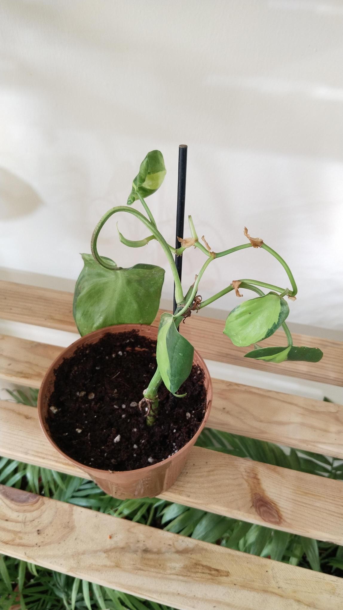 Salon%20%20Sarmaşığı-Philodendron%20Scandens%20Brasil