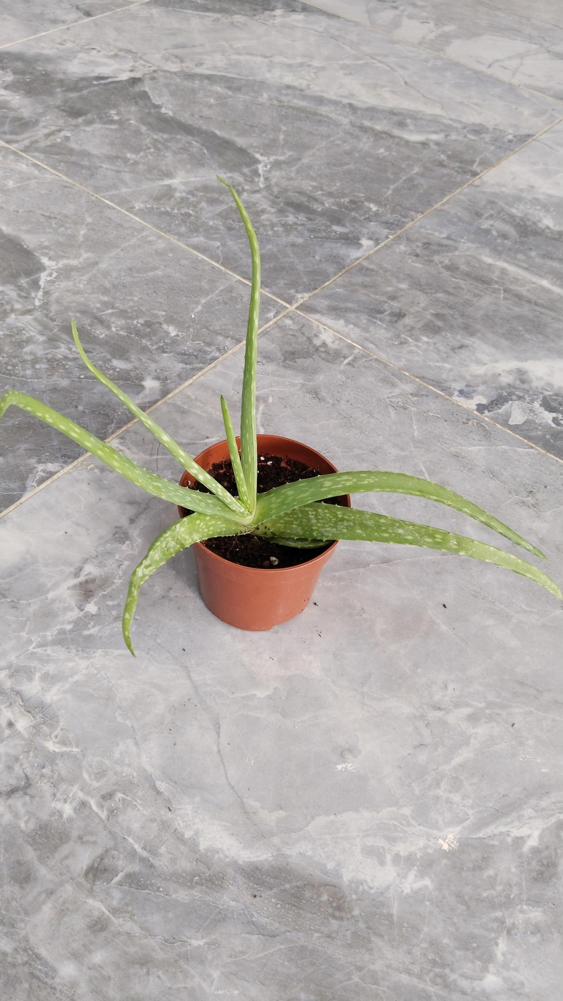 %20Aloe%20Vera%20Bitkisi%20-Sarı%20Sabır%20%2012cm%20saksıda