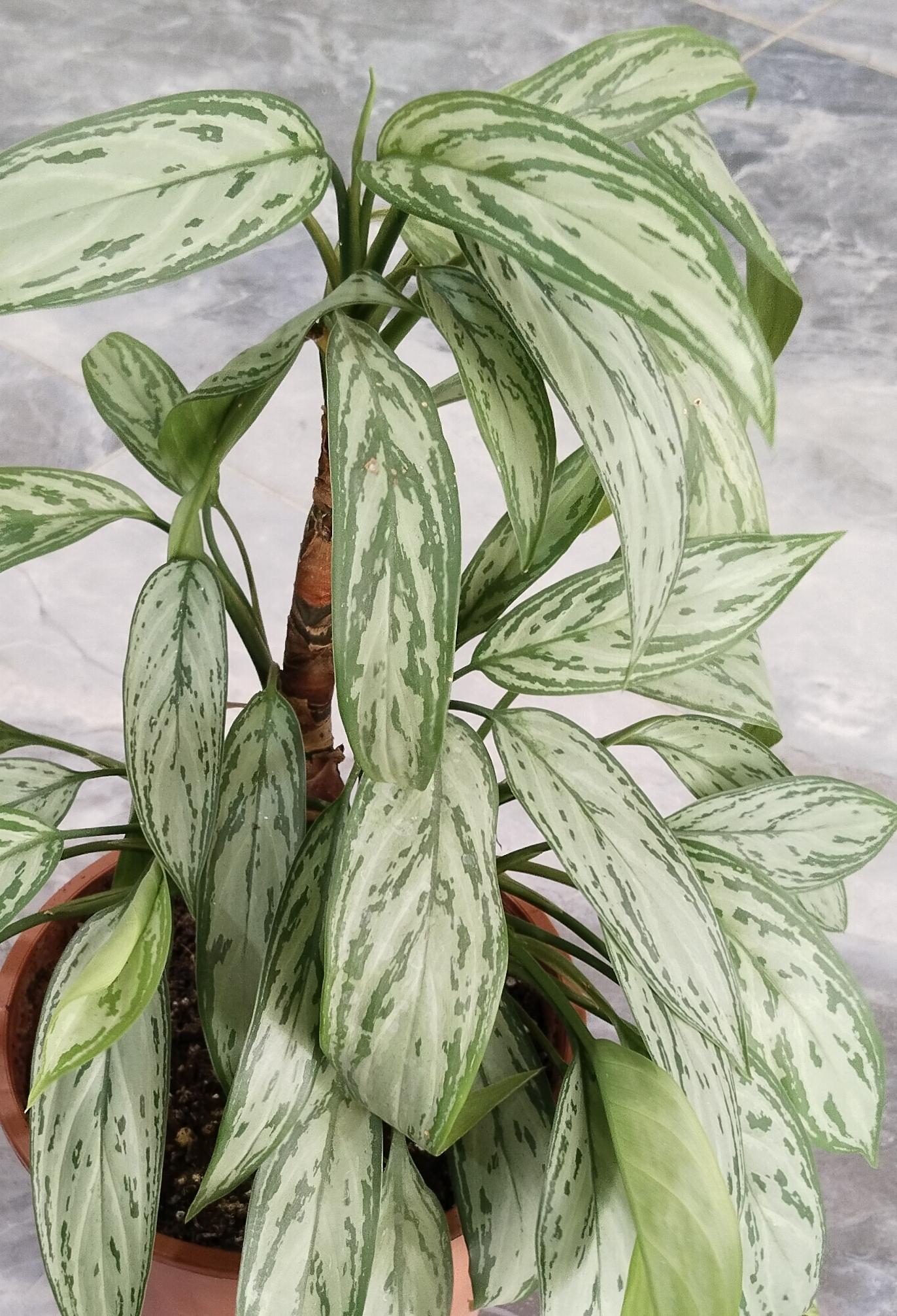 Aglonema%20(Aglaonema)%20Bitkisi