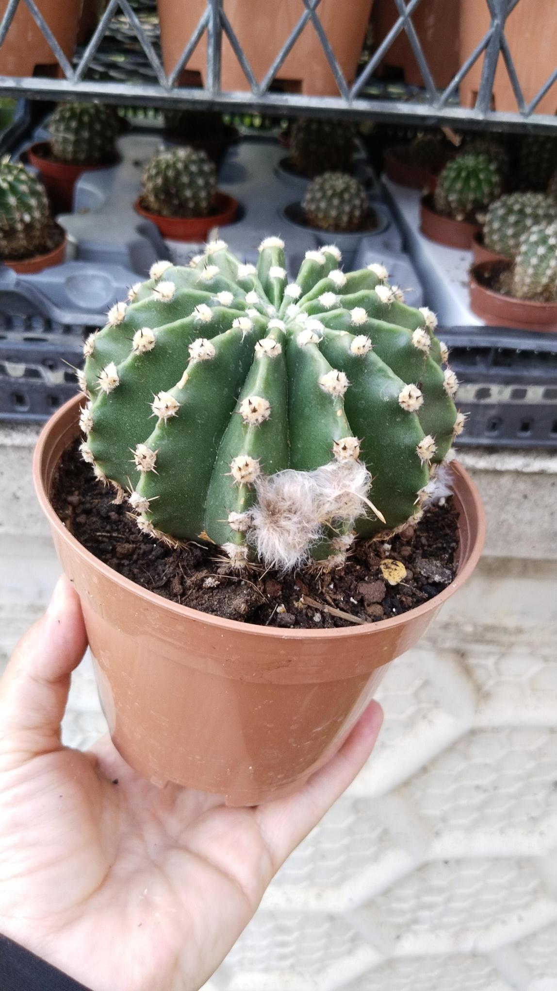 Echinopsis%20Subdenudata%20Kaktüs