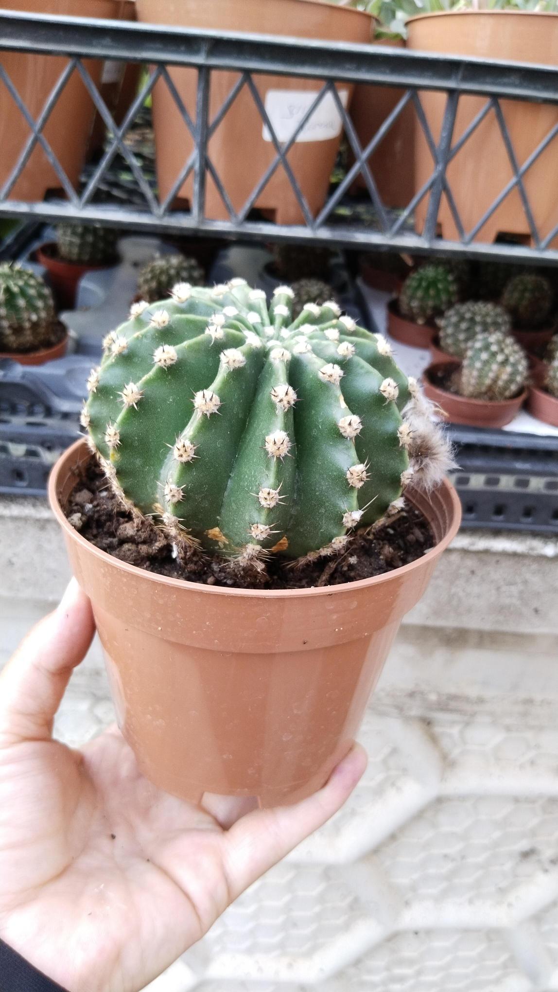 Echinopsis%20Subdenudata%20Kaktüs