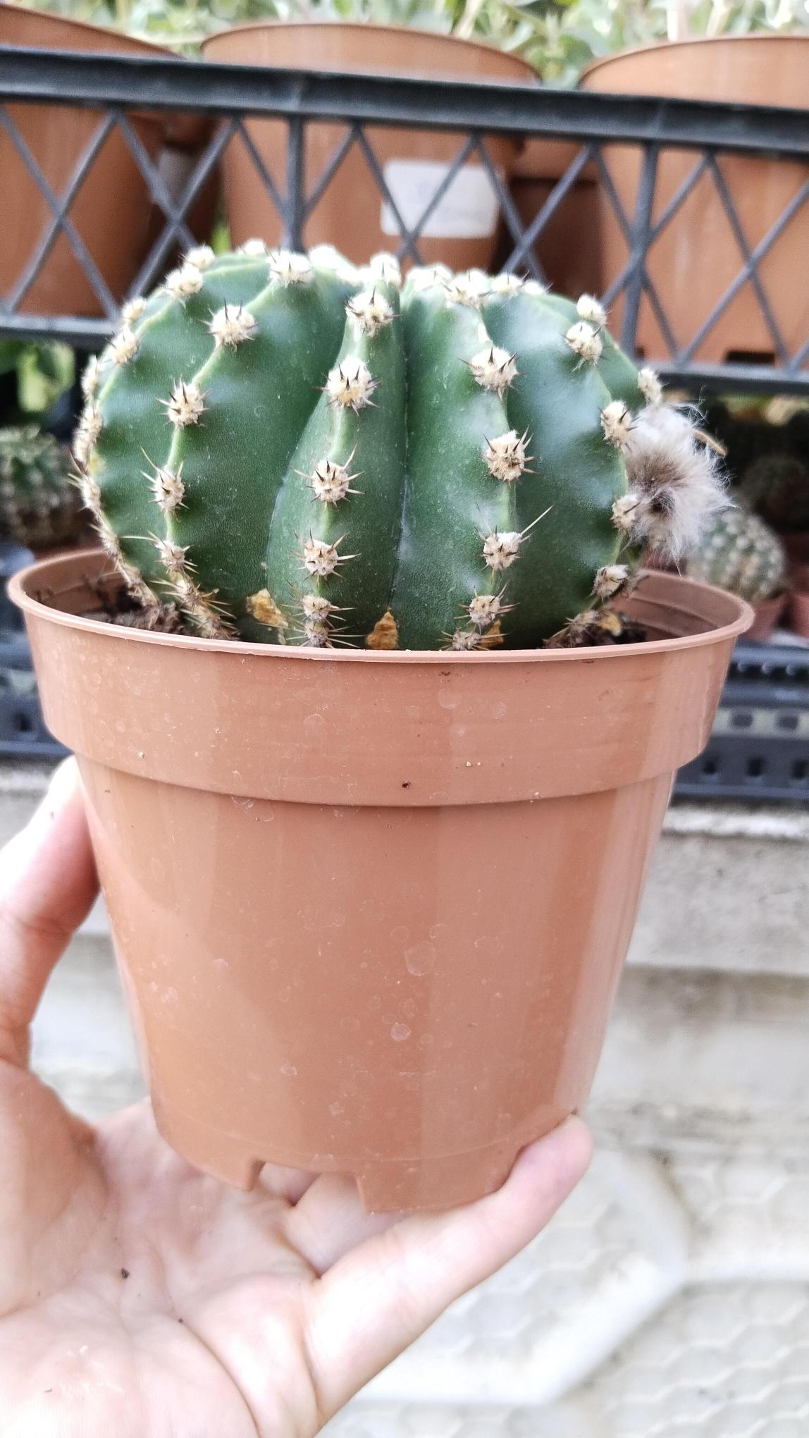 Echinopsis%20Subdenudata%20Kaktüs