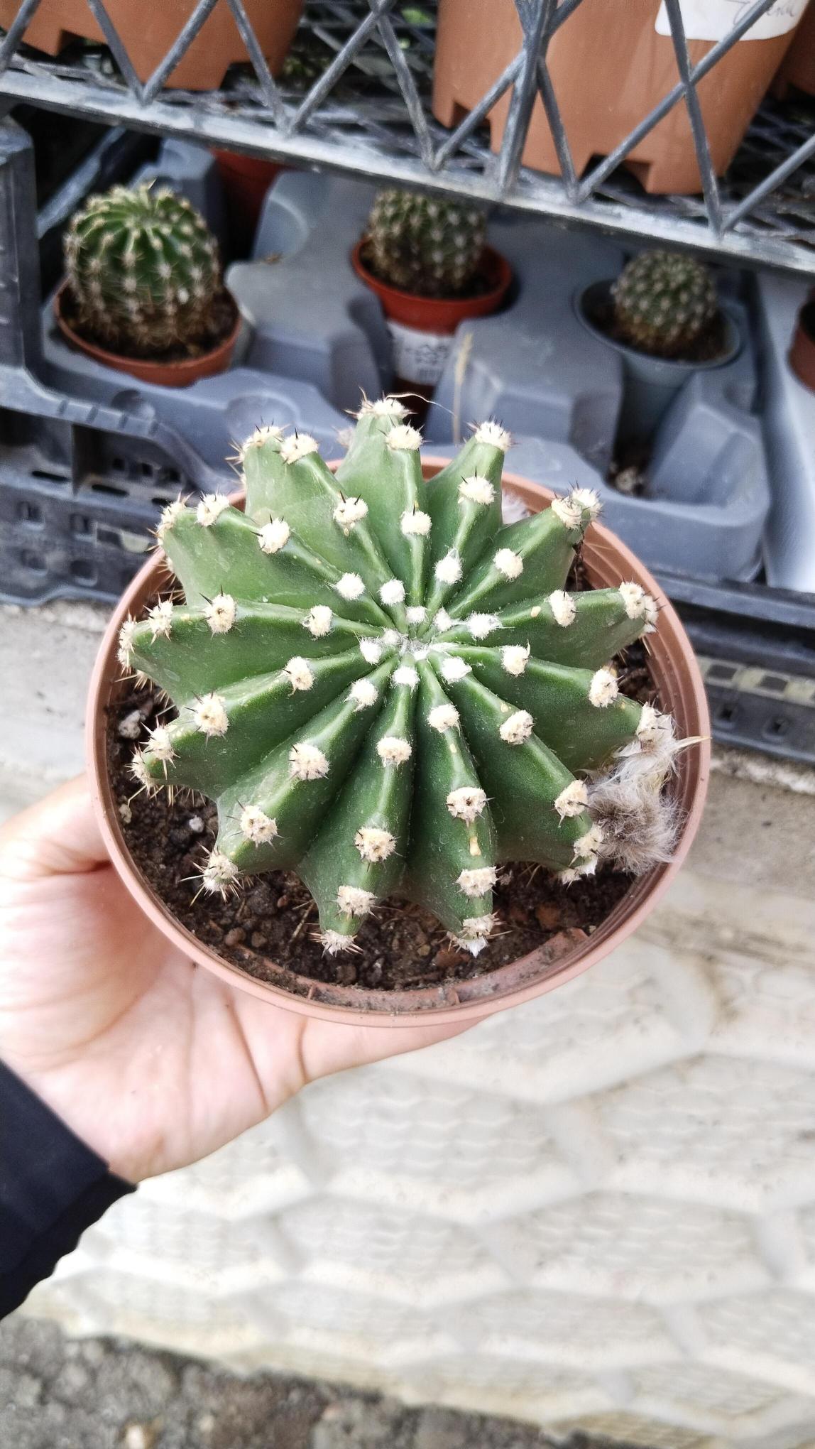 Echinopsis%20Subdenudata%20Kaktüs