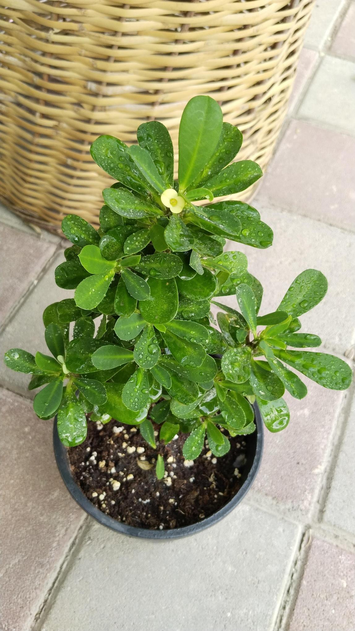 Dikenler%20Tacı%20Çiçeği%20(Euphorbia)%2040-50cm