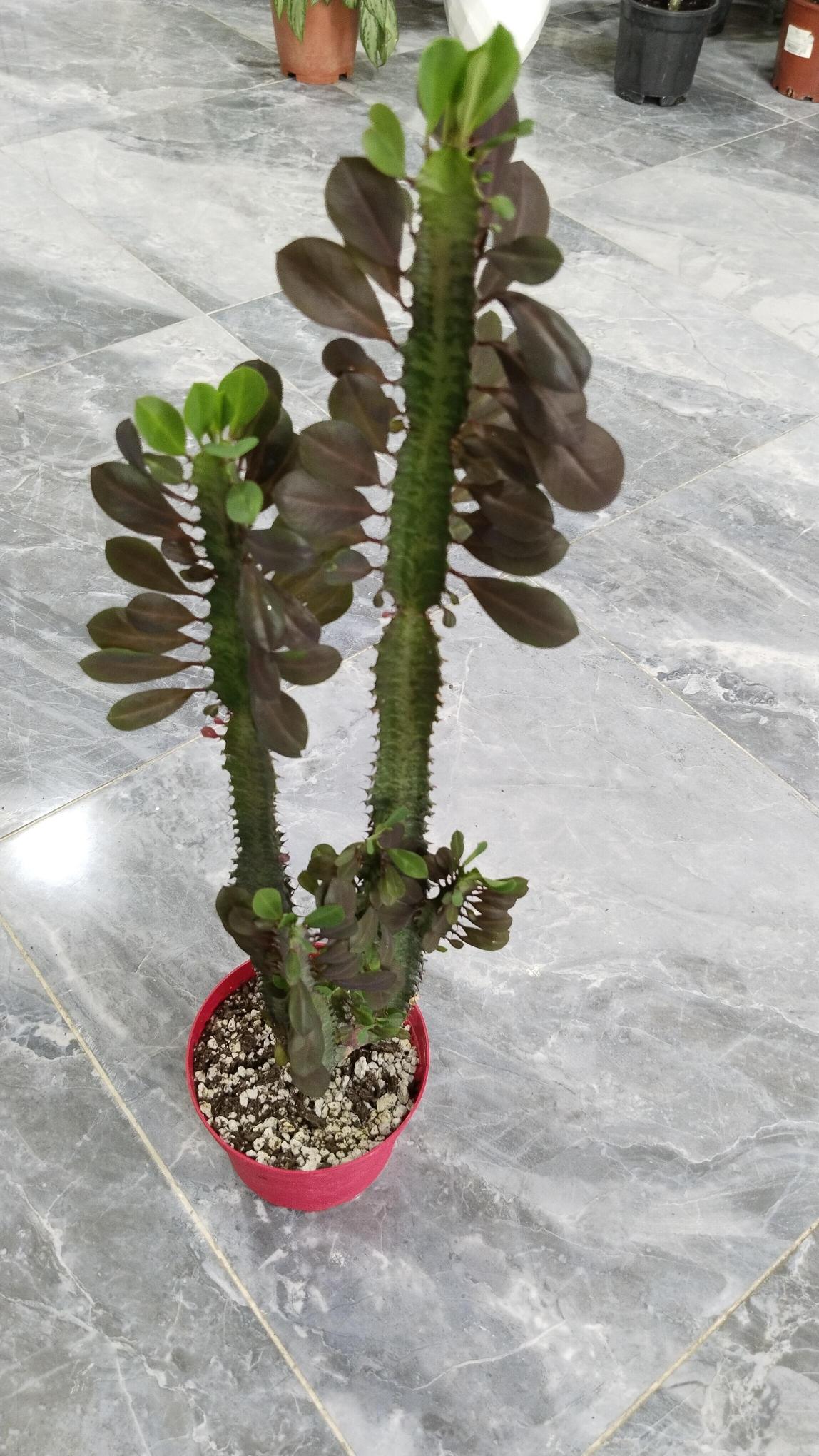 Euphorbia%20Trigona%20%20bordo%20%20(Süt%20Ağacı)50-70cmcm