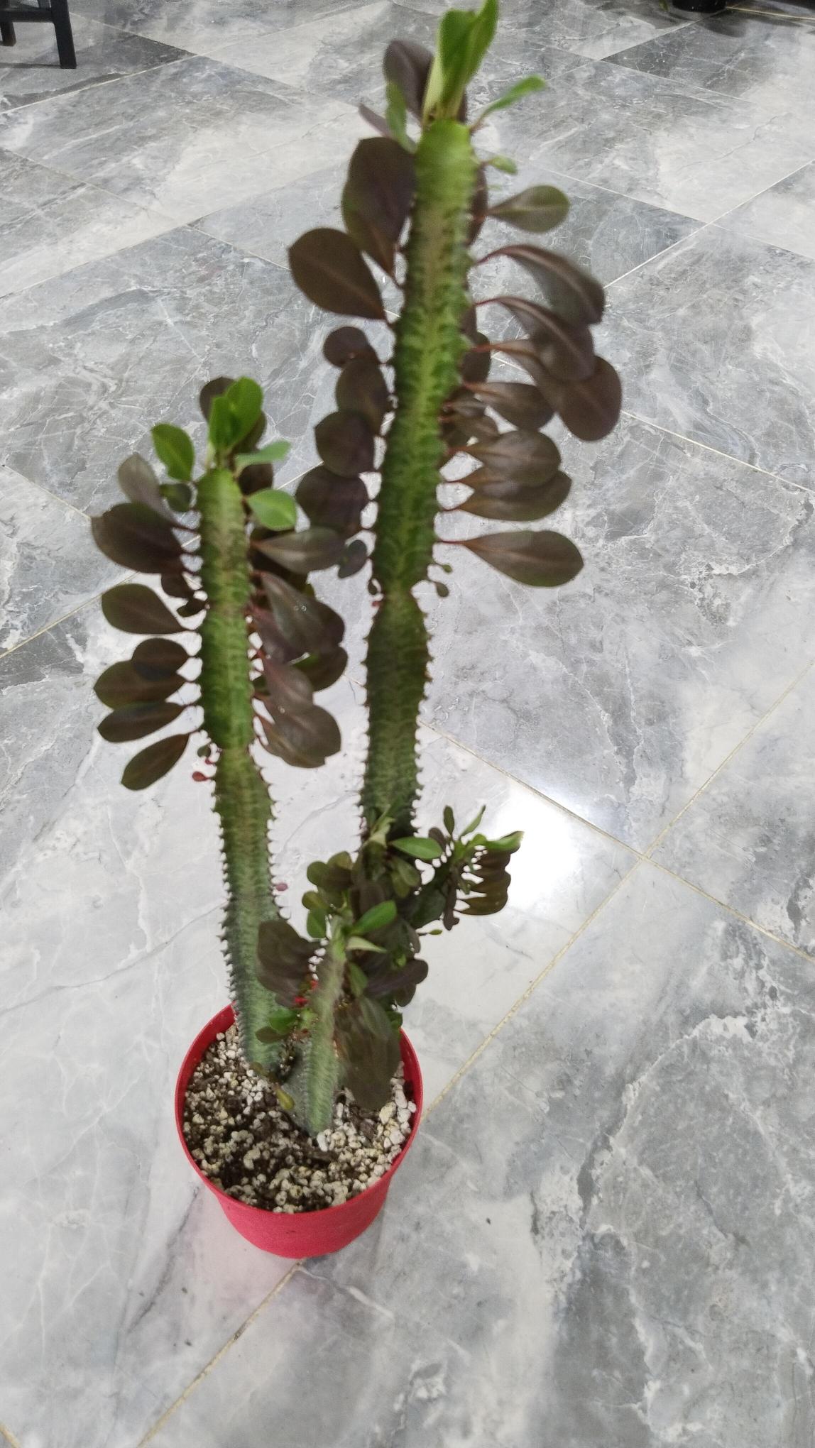 Euphorbia%20Trigona%20%20bordo%20%20(Süt%20Ağacı)50-70cmcm