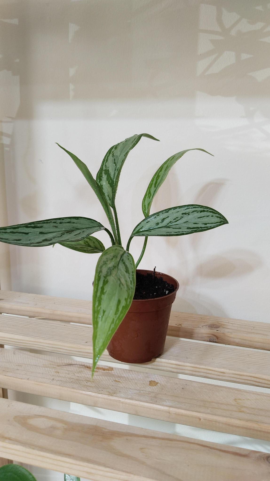 Aglonema%20(Aglaonema)%20Bitkisi%20-Çin%20Herdemyeşili%20