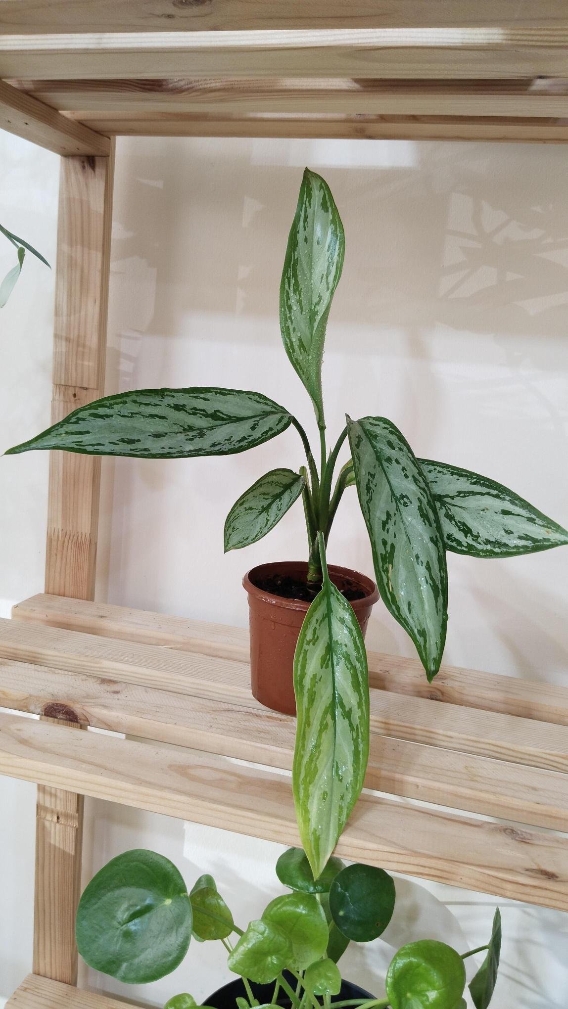 Aglonema%20(Aglaonema)%20Bitkisi%20-Çin%20Herdemyeşili%20