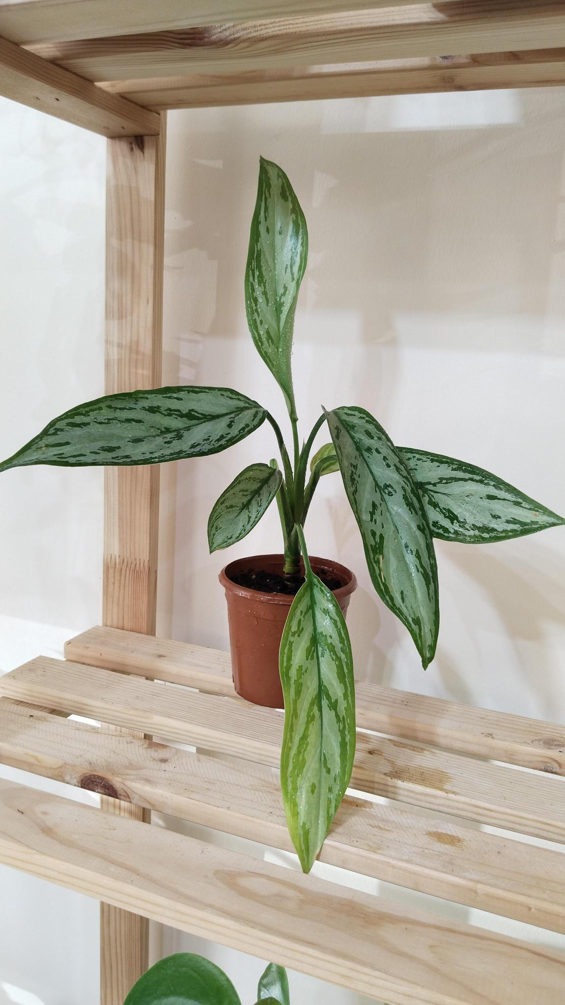 Aglonema%20(Aglaonema)%20Bitkisi%20-Çin%20Herdemyeşili%20