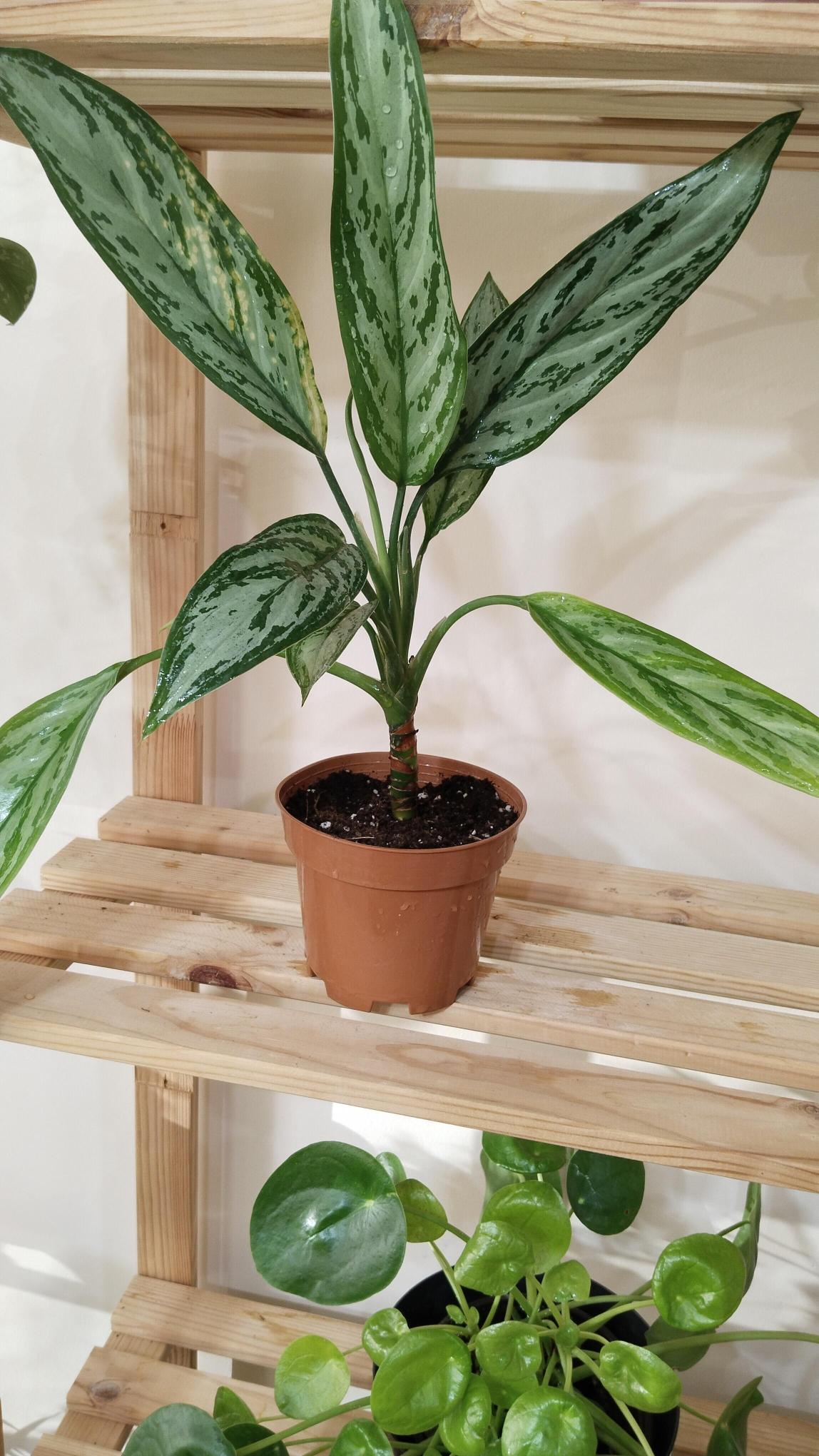 Aglonema%20(Aglaonema)%20Bitkisi%20-Çin%20Herdemyeşili%20