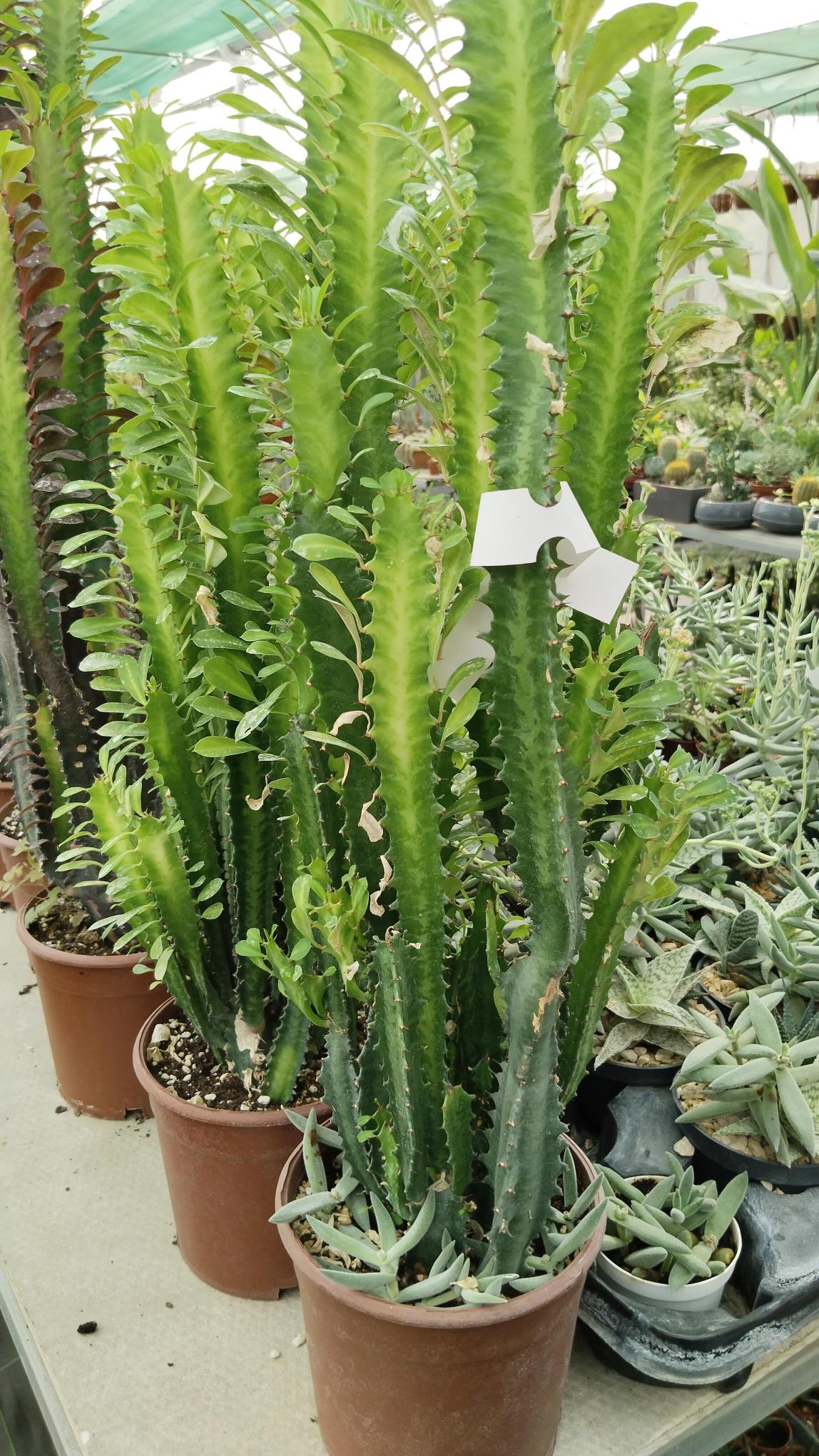 %20Euphorbia%20Trigona%20Rubra%20(Süt%20Ağacı)80-100cm