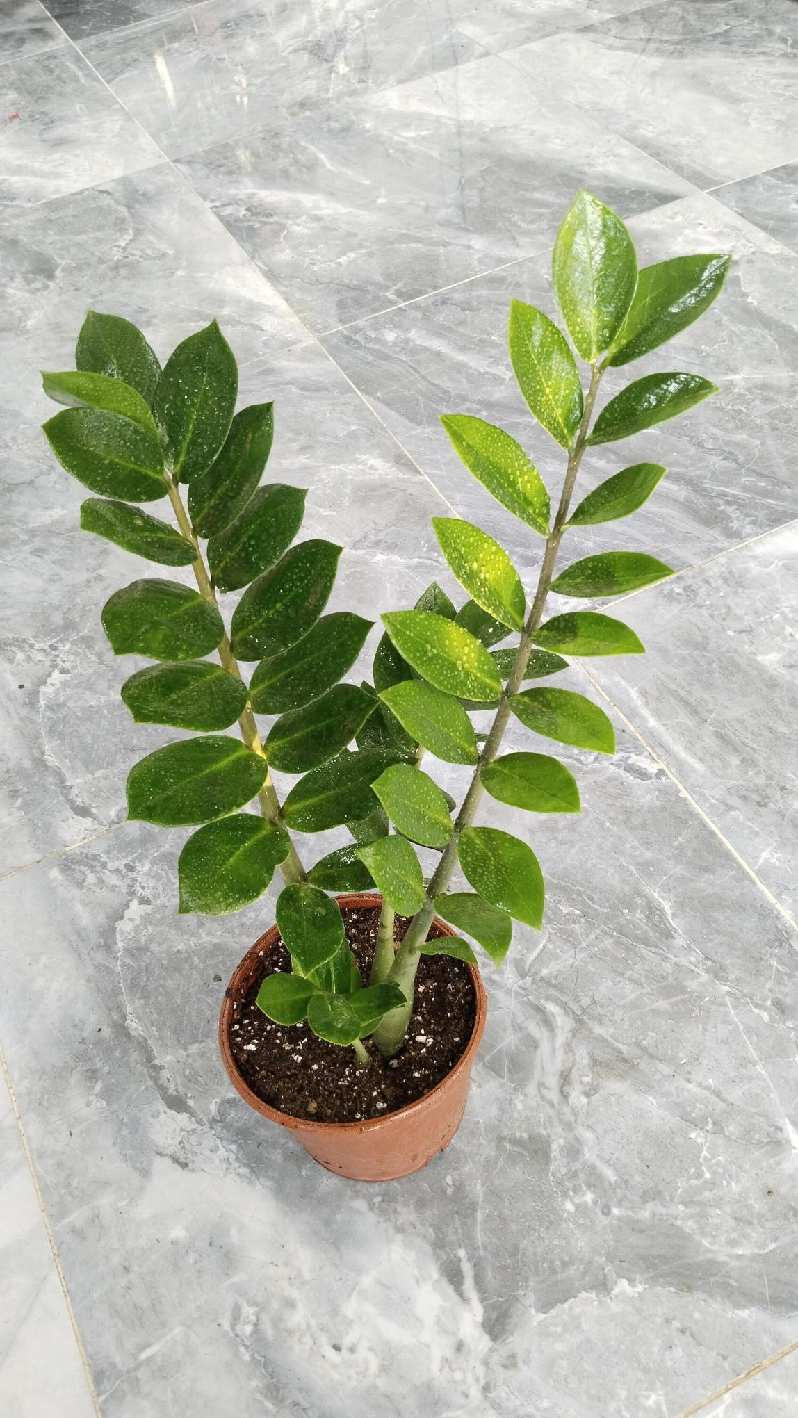 Zamia%20Bitkisi%20-%20Zamioculcas%20(Zz%20Bitkisi)%20