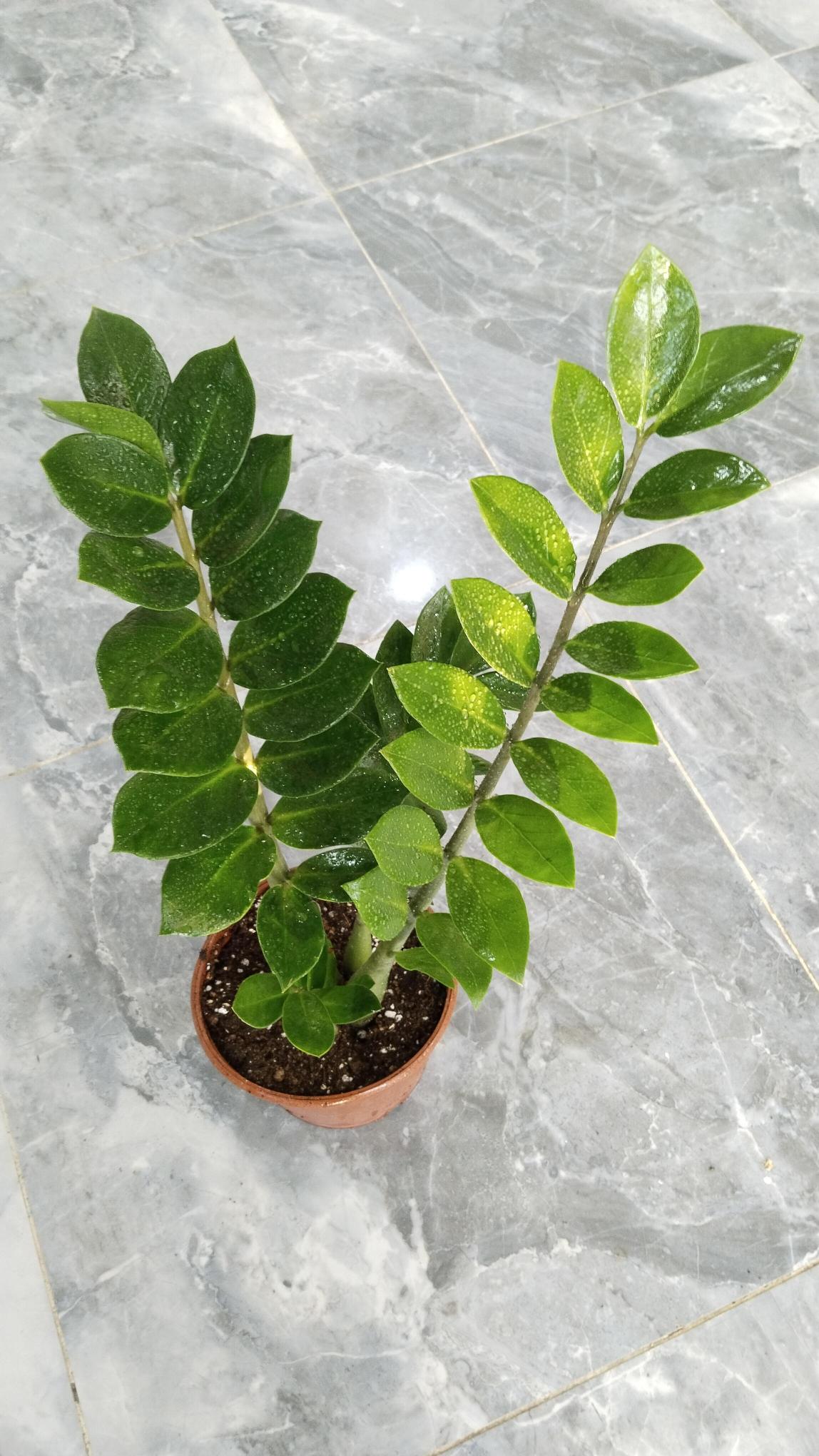 Zamia%20Bitkisi%20-%20Zamioculcas%20(Zz%20Bitkisi)%20