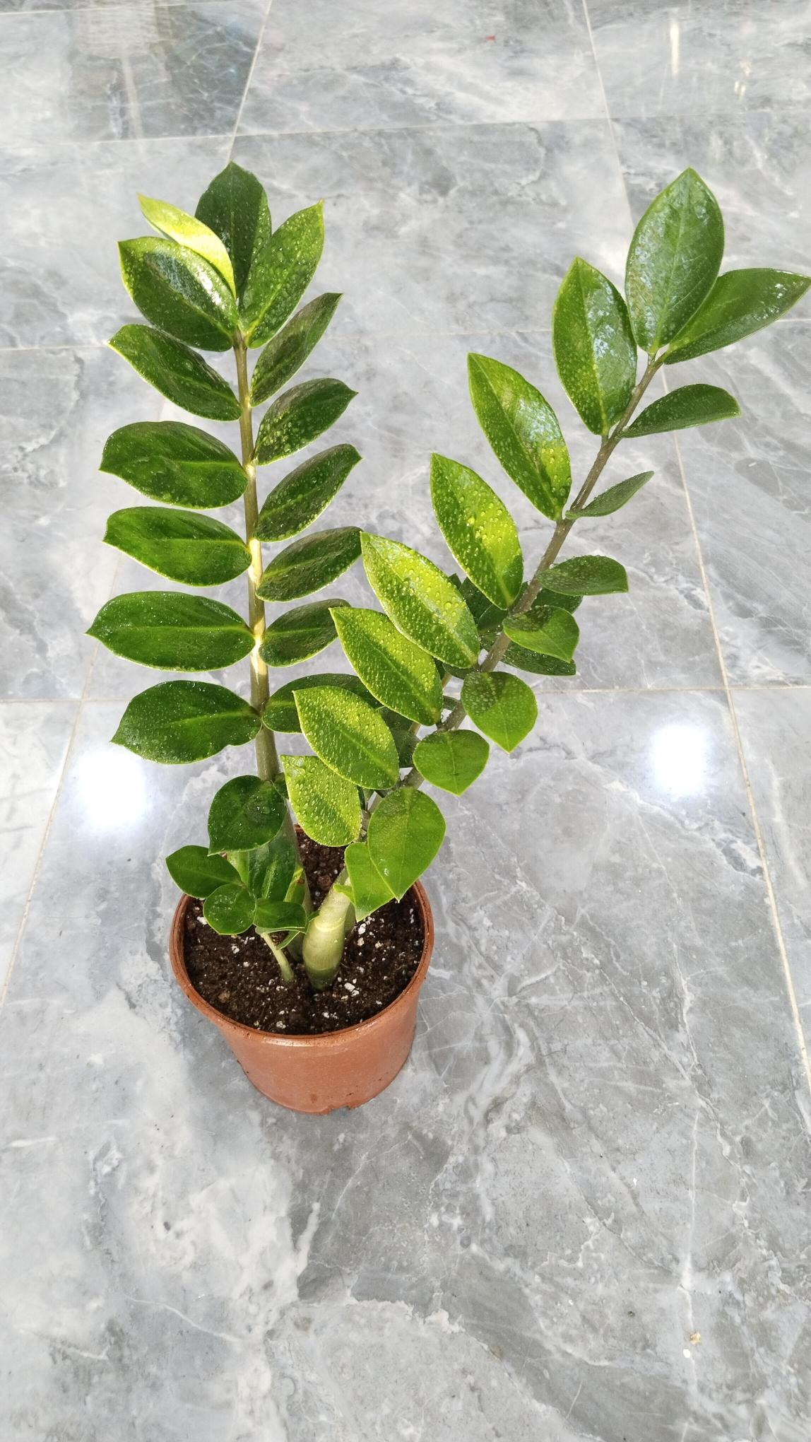 Zamia%20Bitkisi%20-%20Zamioculcas%20(Zz%20Bitkisi)%20