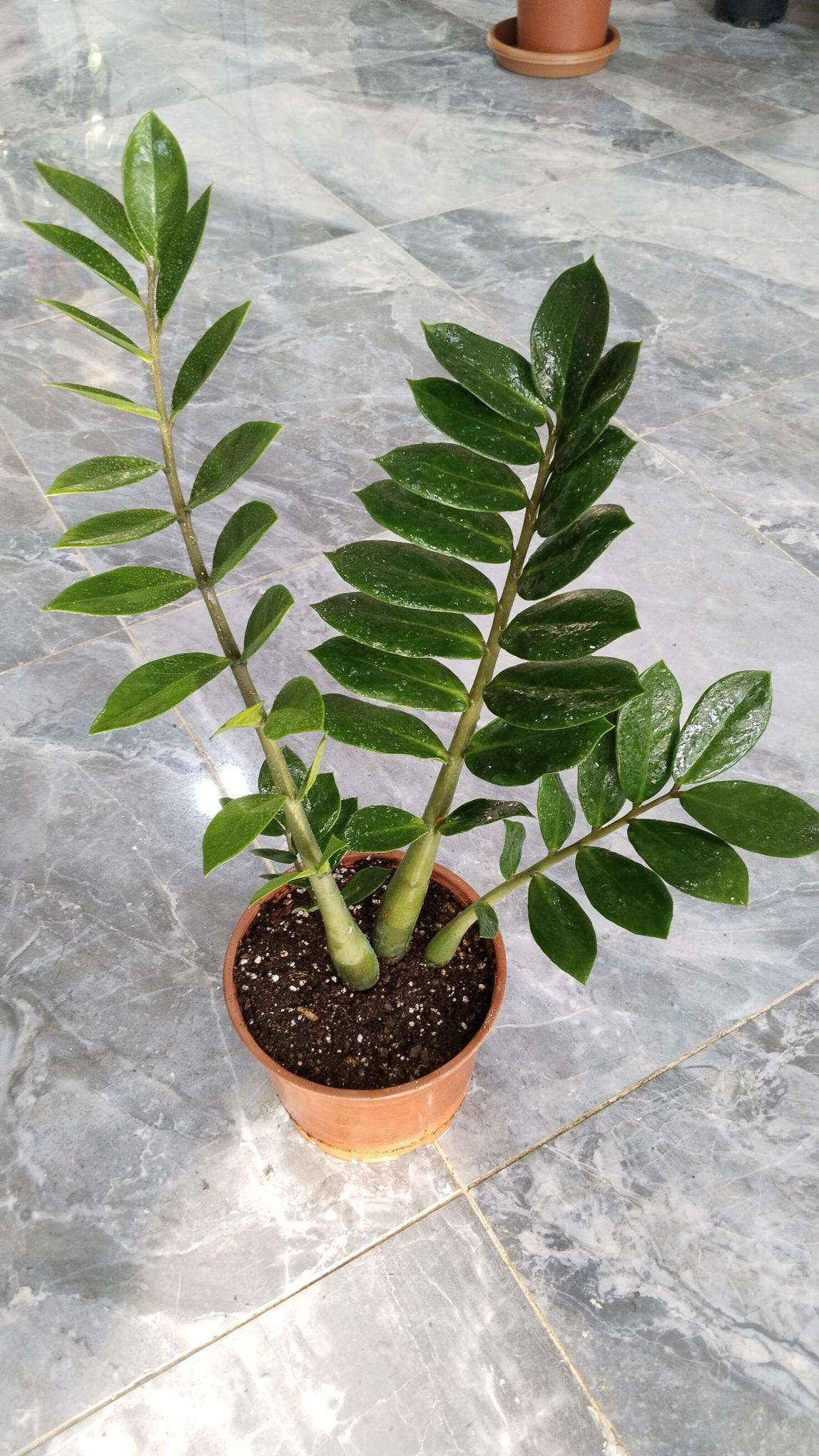 Zamia%20Bitkisi%20-%20Zamioculcas%20(Zz%20Bitkisi)%20