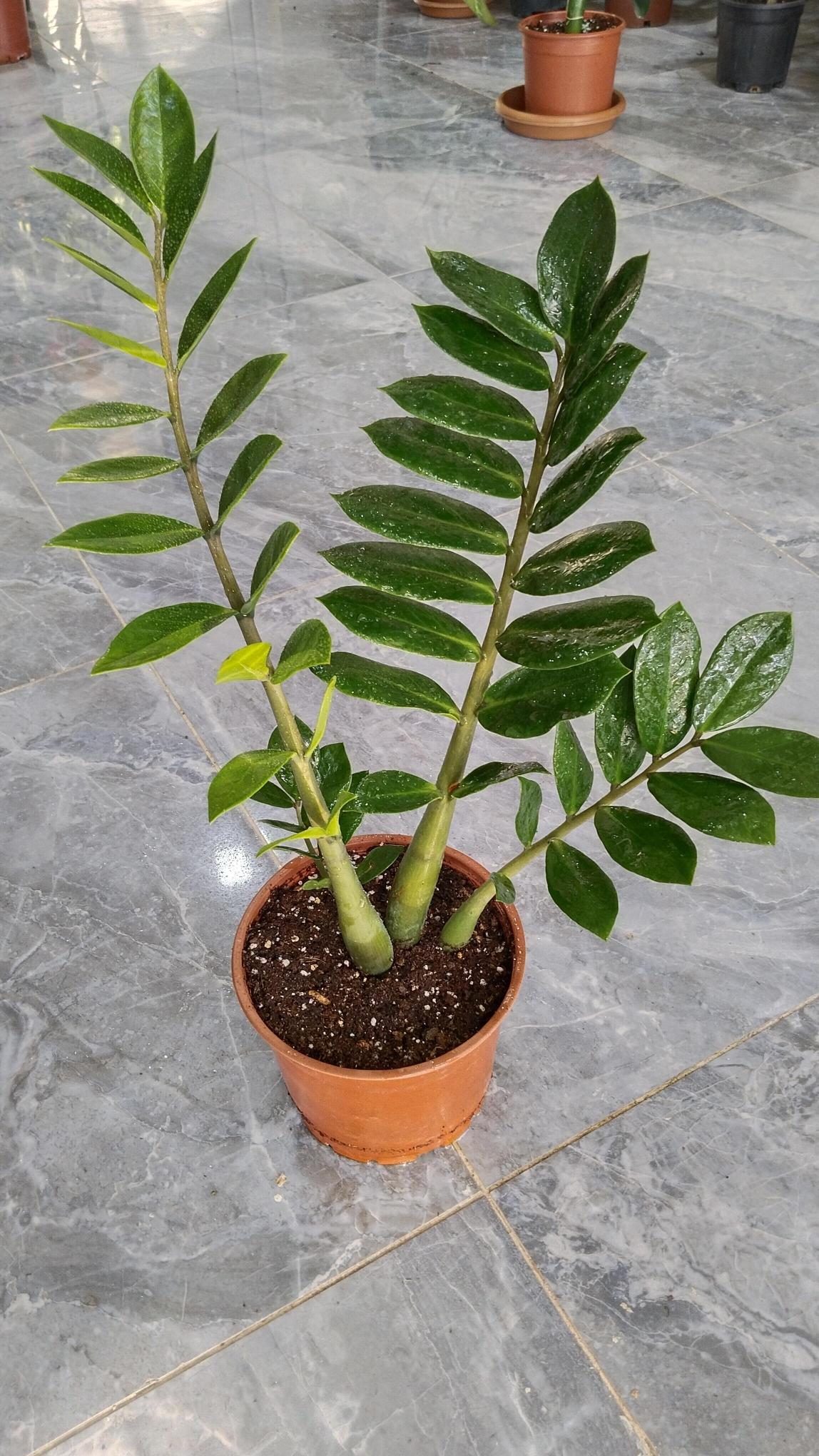 Zamia%20Bitkisi%20-%20Zamioculcas%20(Zz%20Bitkisi)%20