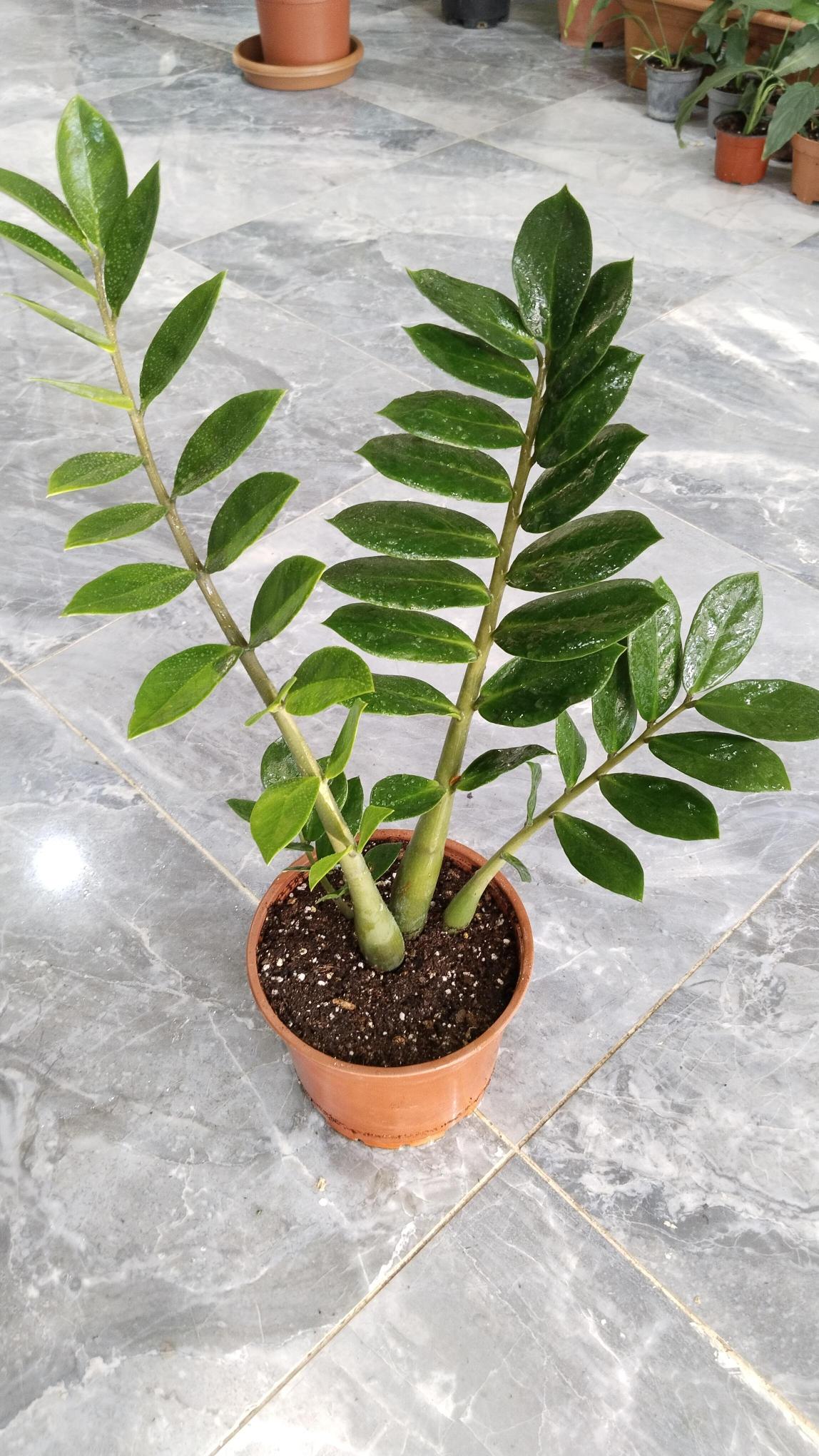 Zamia%20Bitkisi%20-%20Zamioculcas%20(Zz%20Bitkisi)%20