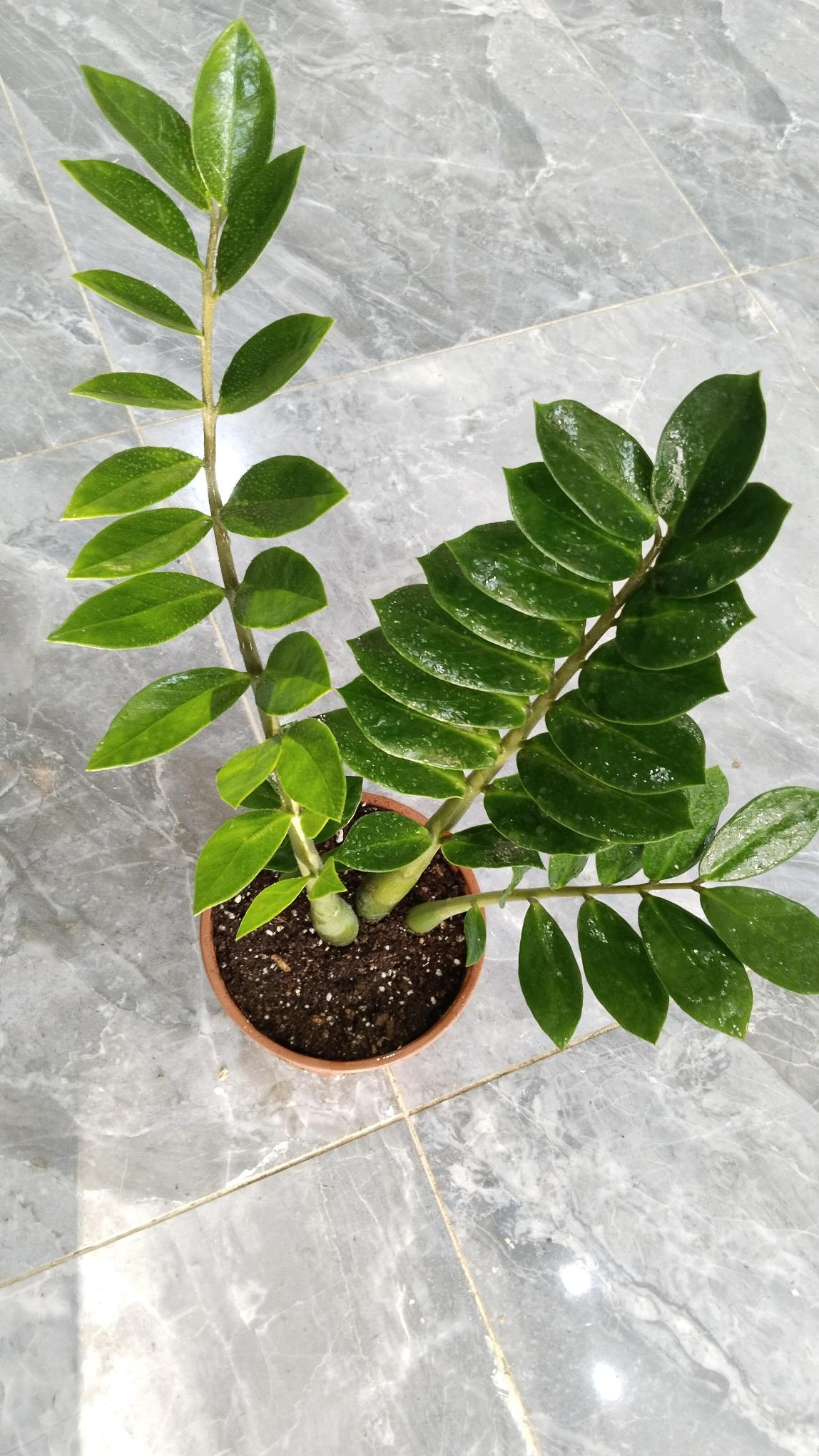 Zamia%20Bitkisi%20-%20Zamioculcas%20(Zz%20Bitkisi)%20