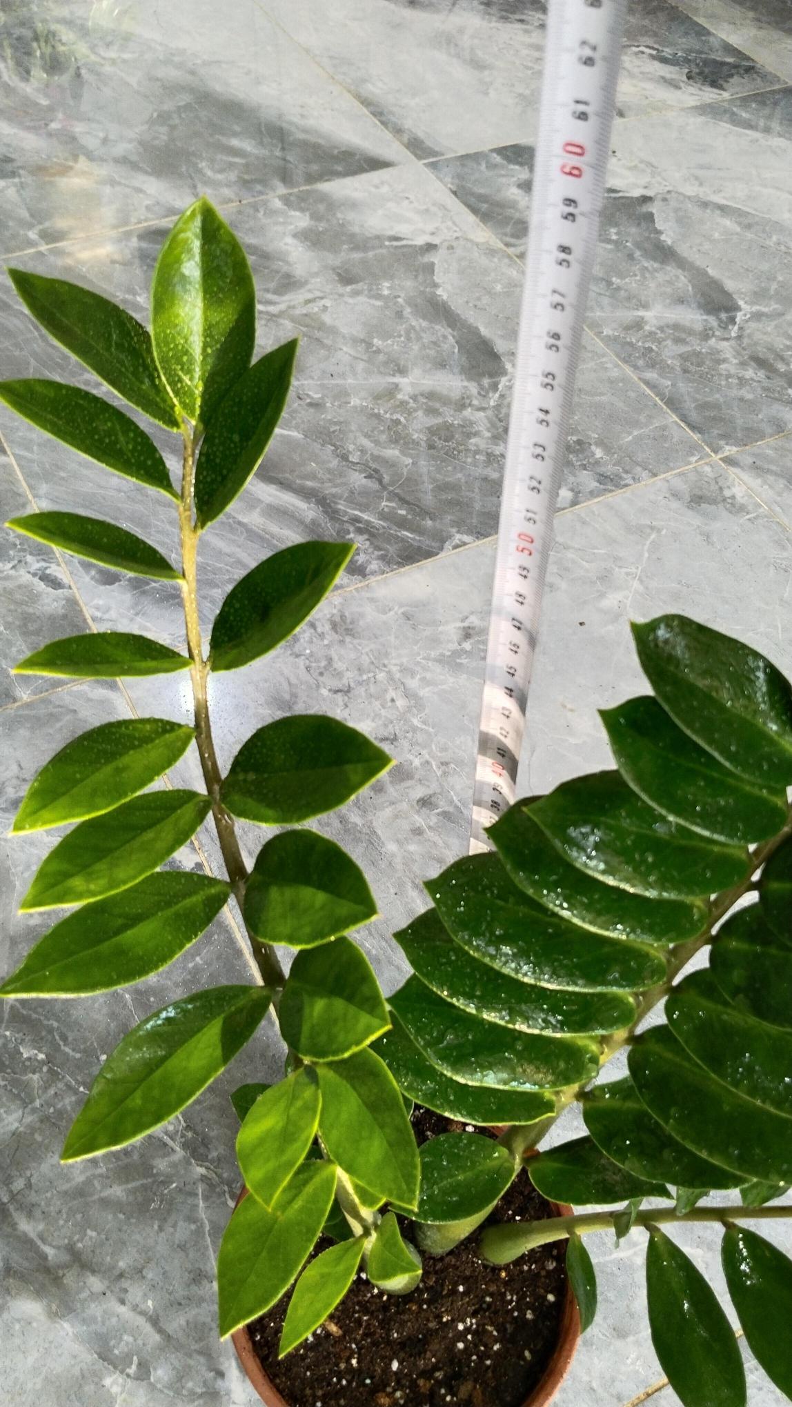 Zamia%20Bitkisi%20-%20Zamioculcas%20(Zz%20Bitkisi)%20