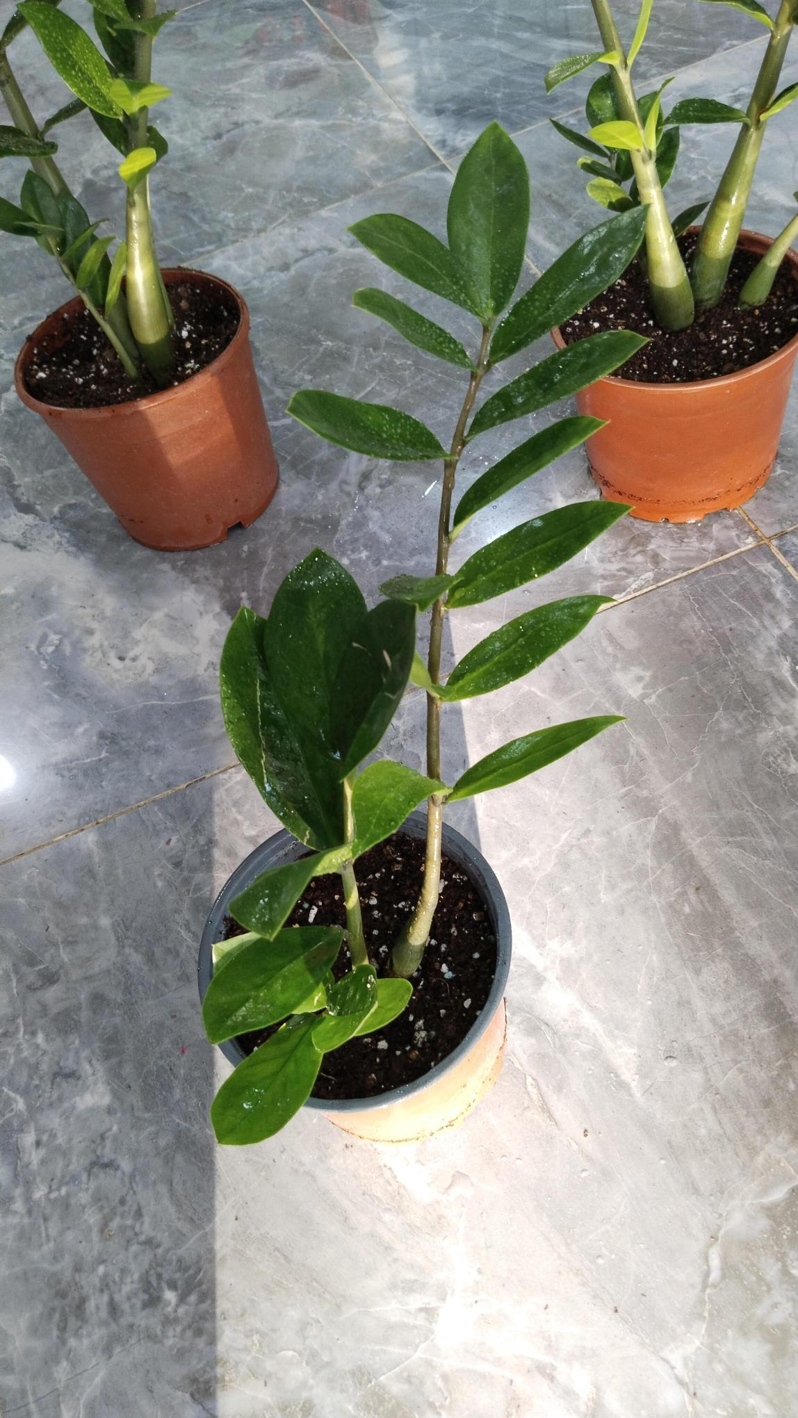 Zamia%20Bitkisi%20-%20Zamioculcas%20(Zz%20Bitkisi)