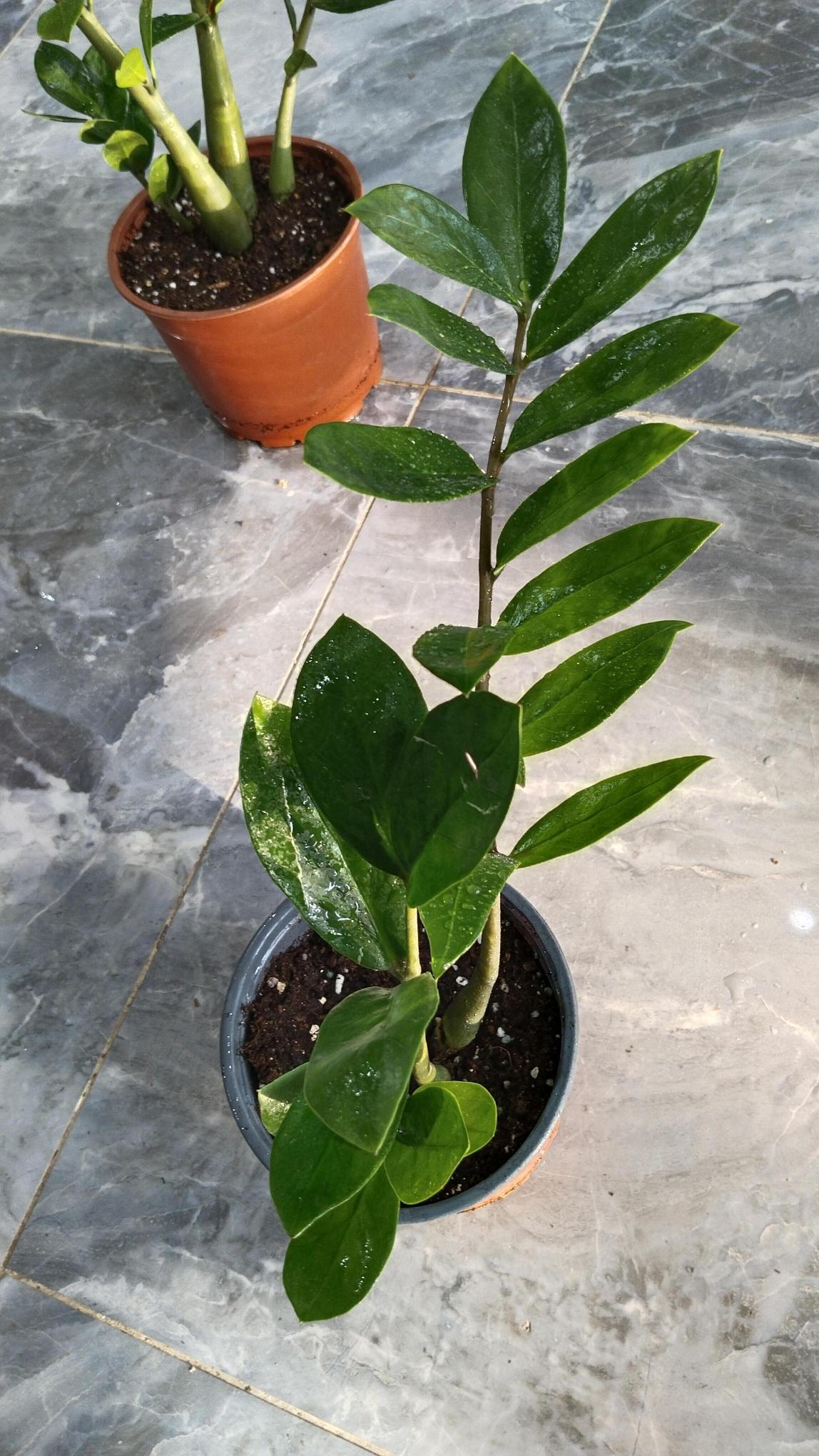 Zamia%20Bitkisi%20-%20Zamioculcas%20(Zz%20Bitkisi)