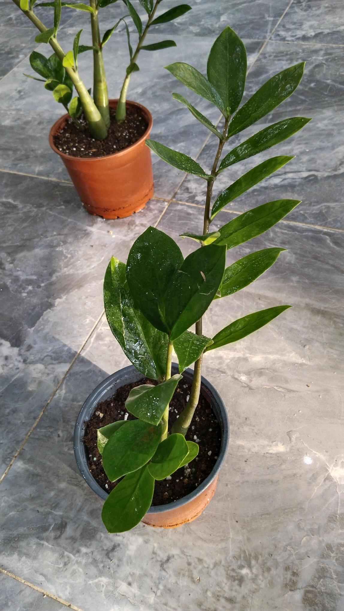 Zamia%20Bitkisi%20-%20Zamioculcas%20(Zz%20Bitkisi)