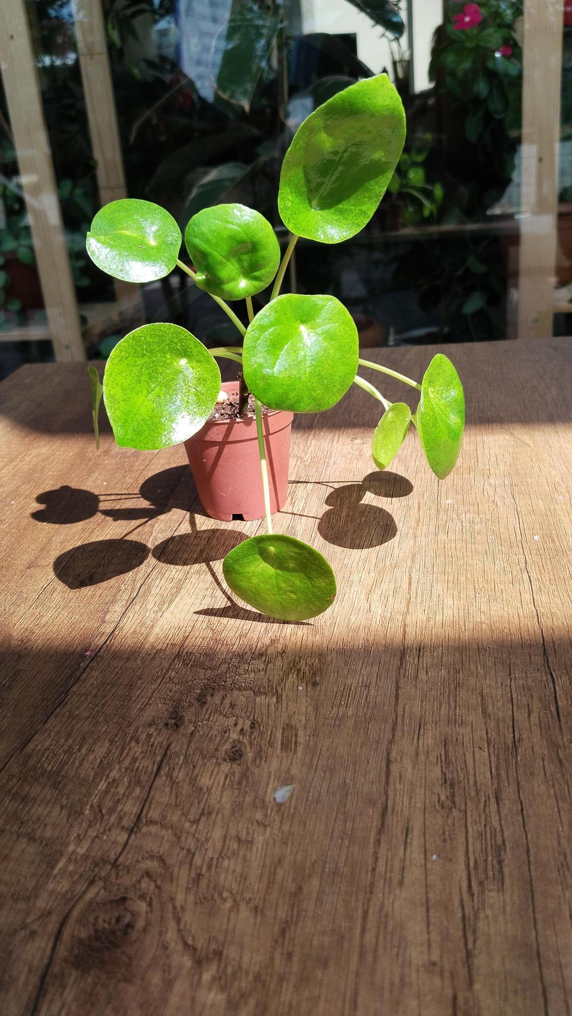 Pilea%20Peperomioides%20-%20Çin%20Para%20Çiçeği%20