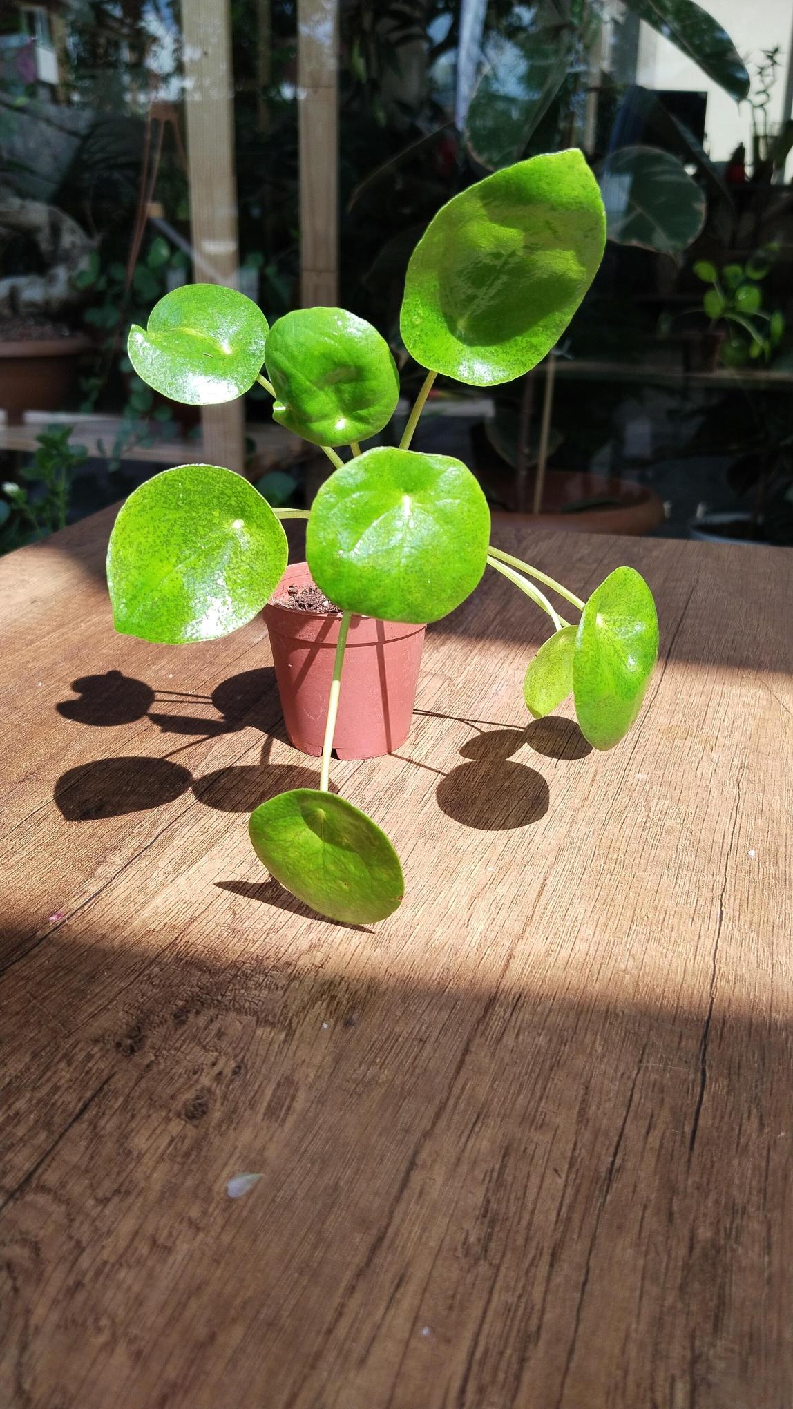 Pilea%20Peperomioides%20-%20Çin%20Para%20Çiçeği%20