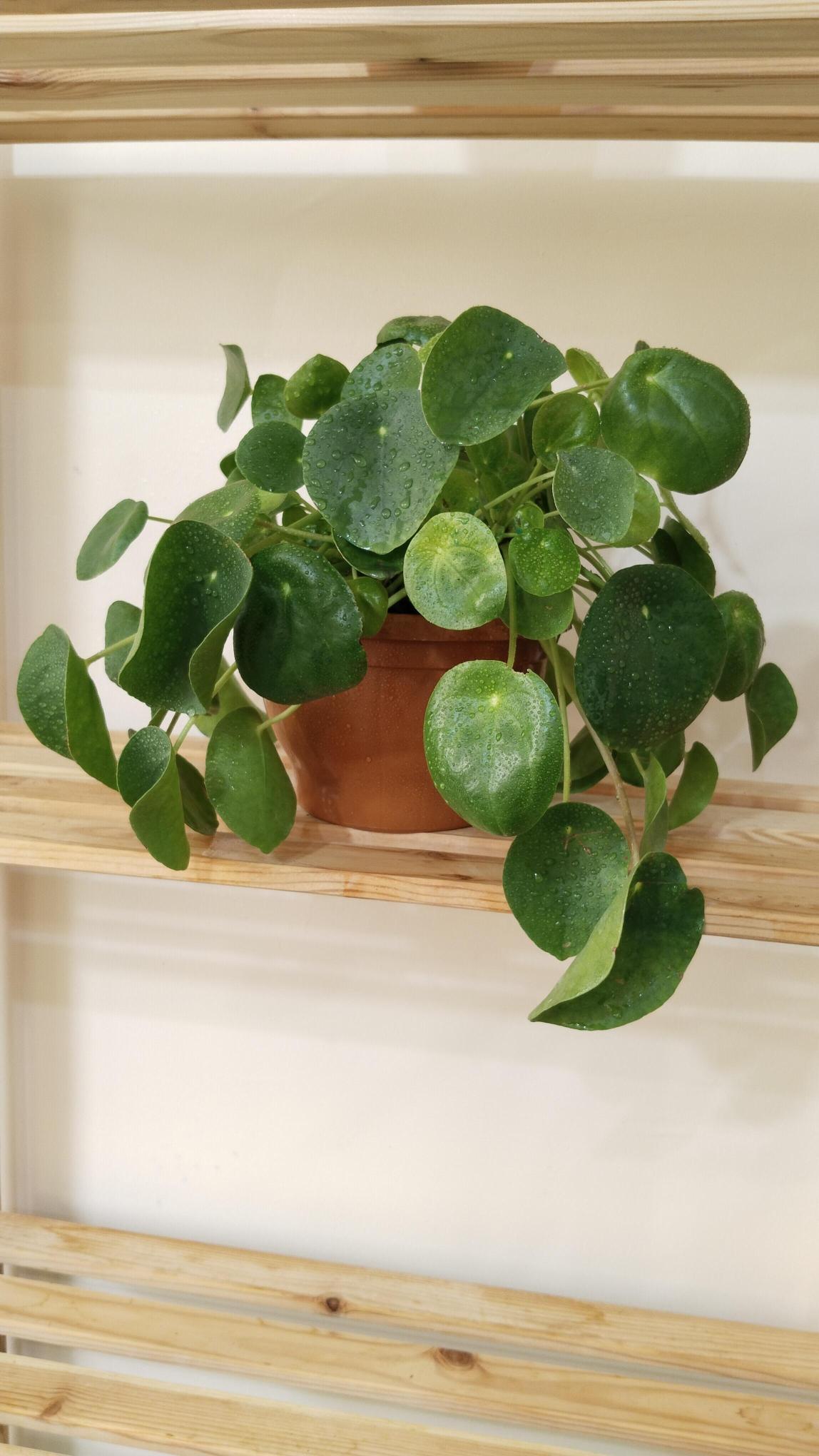 Pilea%20Peperomioides%20-%20Çin%20Para%20Çiçeği-Askılı%20Saksıda%20