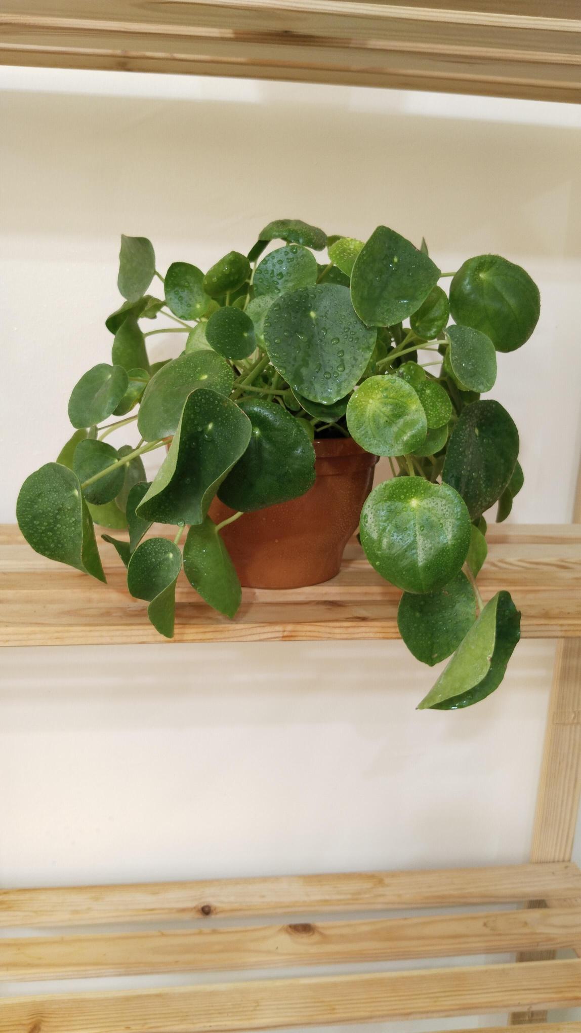 Pilea%20Peperomioides%20-%20Çin%20Para%20Çiçeği-Askılı%20Saksıda%20