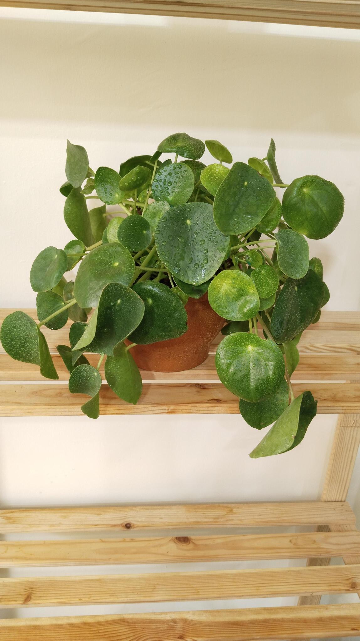 Pilea%20Peperomioides%20-%20Çin%20Para%20Çiçeği-Askılı%20Saksıda%20