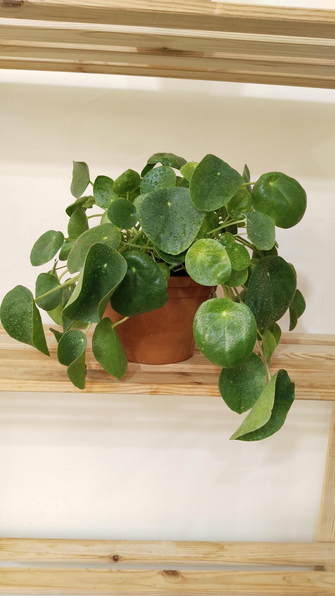 Pilea%20Peperomioides%20-%20Çin%20Para%20Çiçeği-Askılı%20Saksıda%20