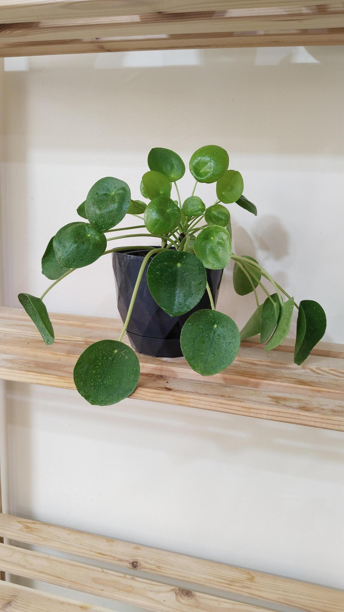 Pilea%20Peperomioides%20-%20Çin%20Para%20Çiçeği%20