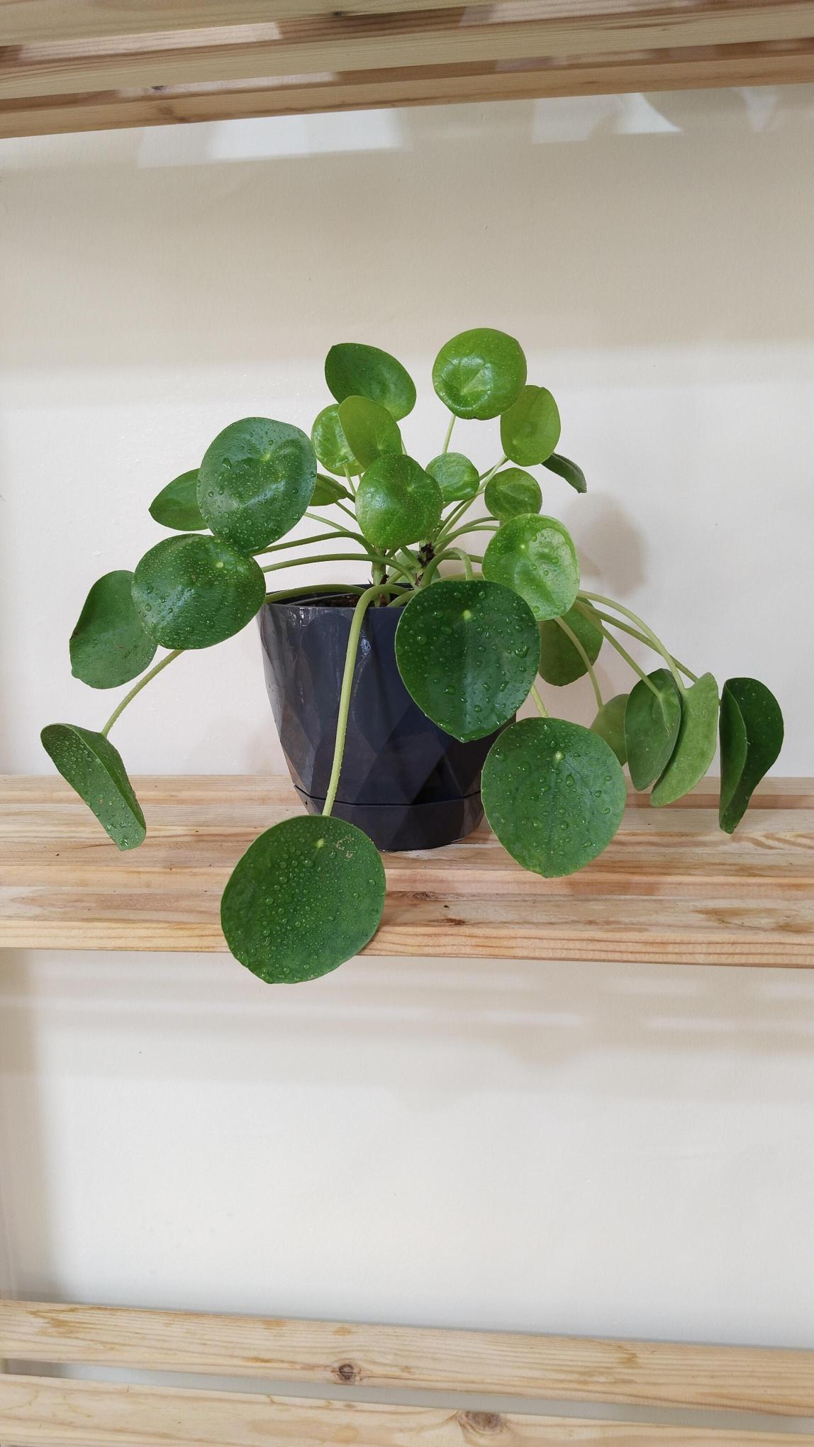 Pilea%20Peperomioides%20-%20Çin%20Para%20Çiçeği%20