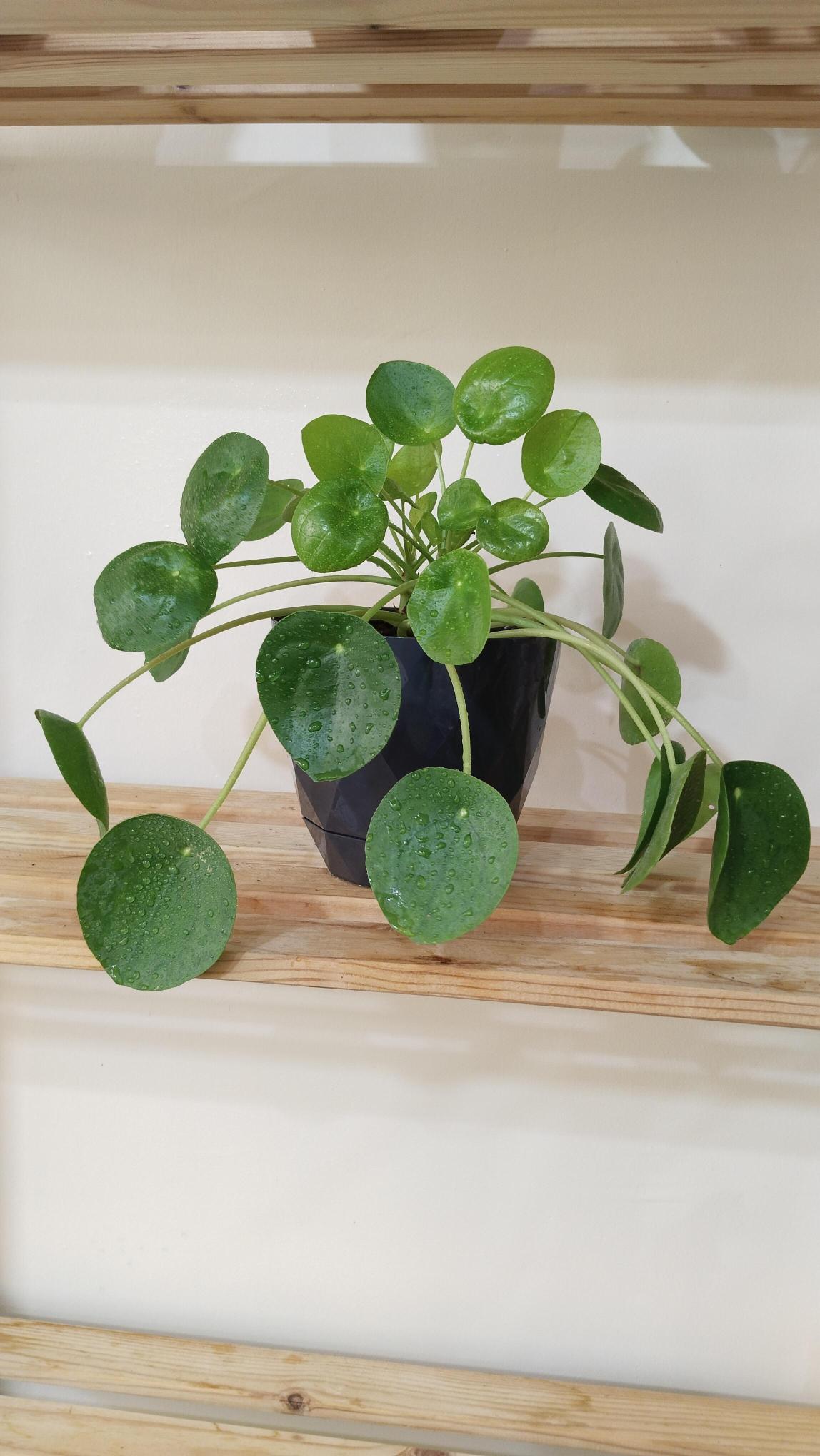 Pilea%20Peperomioides%20-%20Çin%20Para%20Çiçeği%20