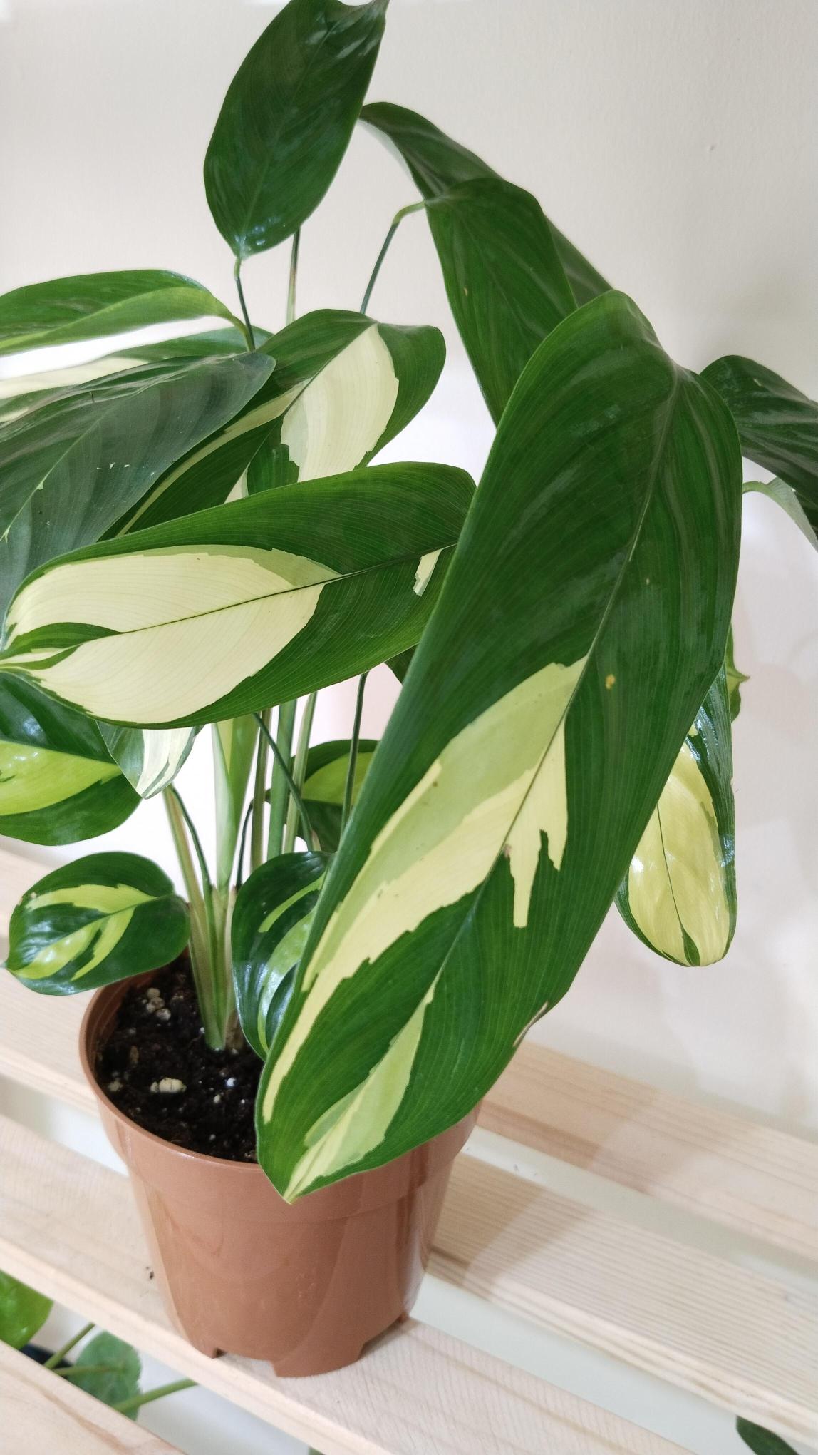 Calathea%20Ctenanthe%20Pilosa