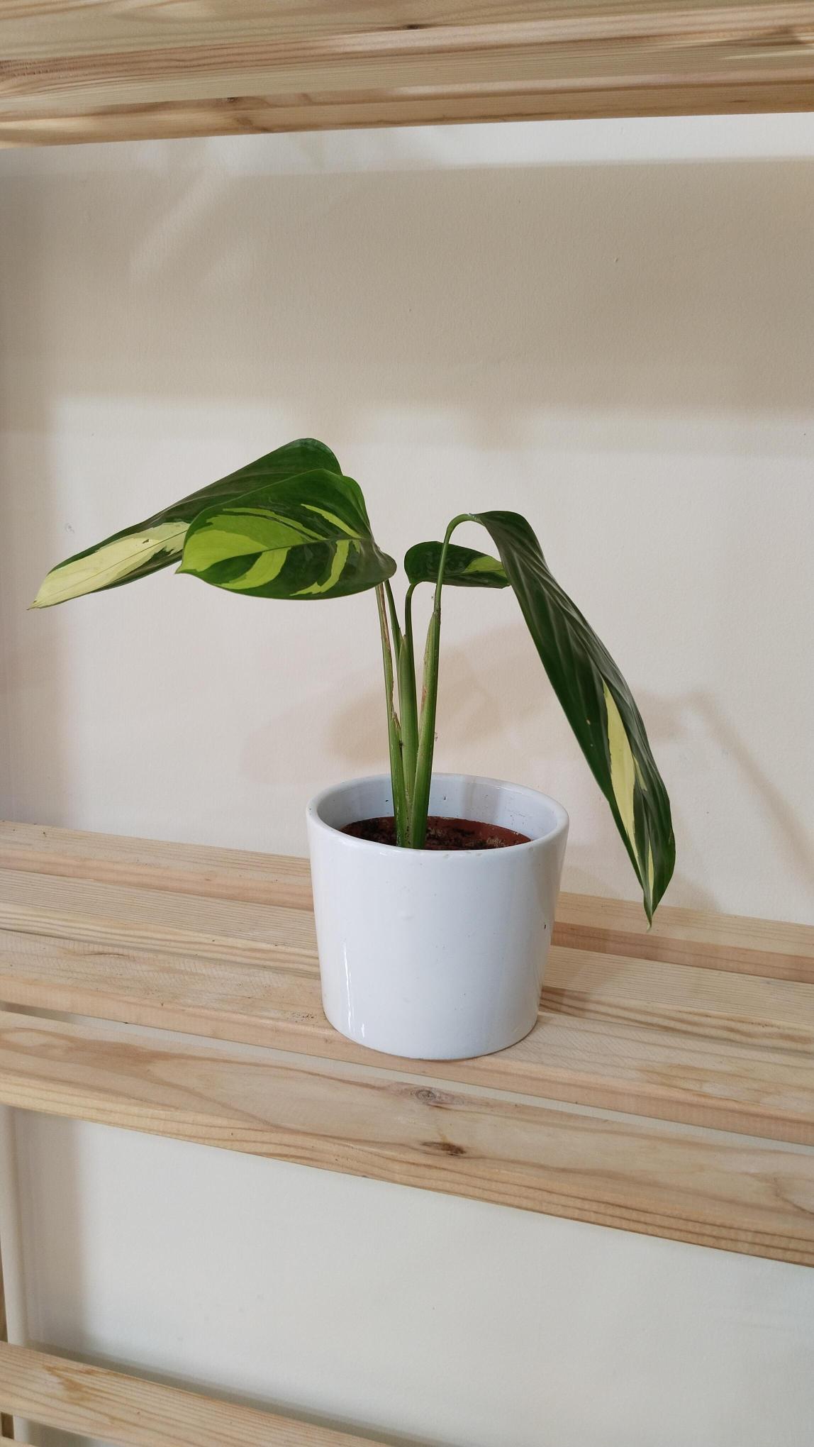 Calathea%20Ctenanthe%20Pilosa