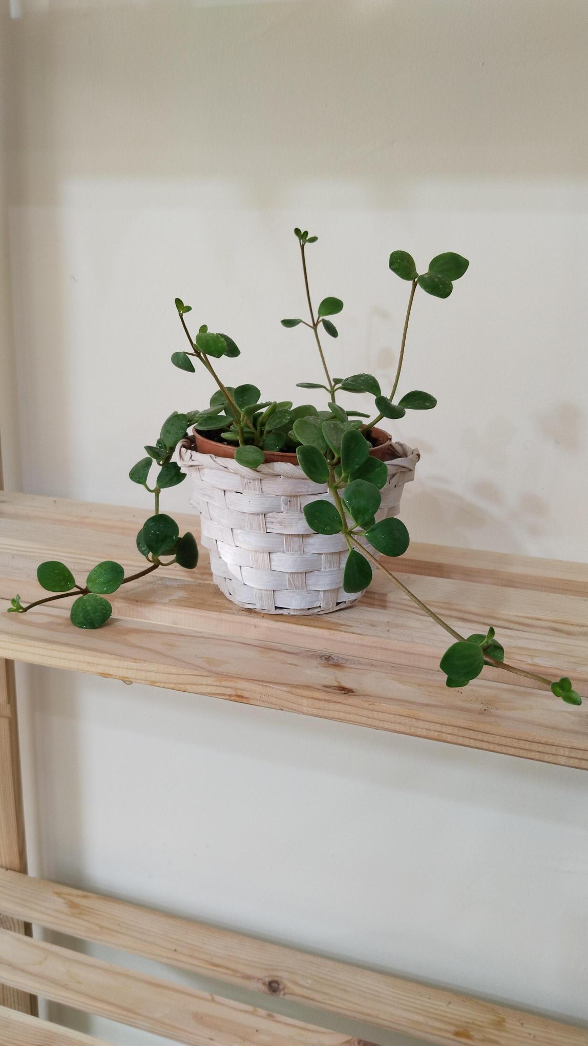 Peperomia%20Hope%20–%20Umut%20Bitkisi%2012cm%20saksı%20