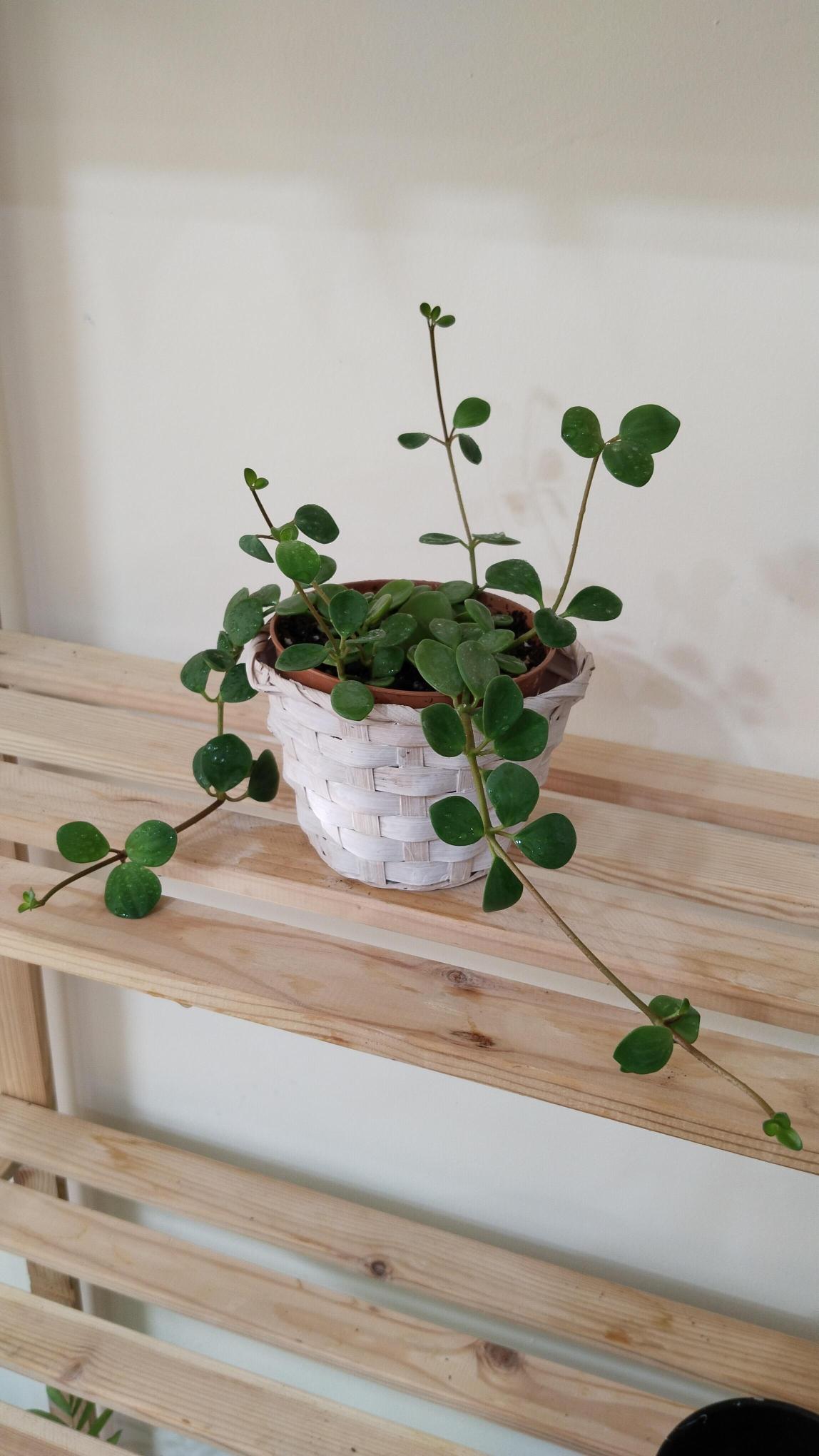 Peperomia%20Hope%20–%20Umut%20Bitkisi%2012cm%20saksı%20