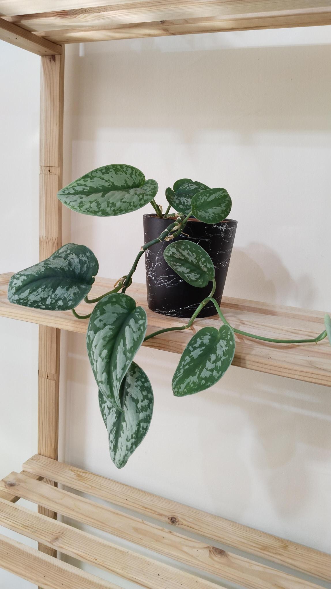 Scindapsus%20Pictus%20/%20Satin%20Pothos%20Sarmaşığı%20