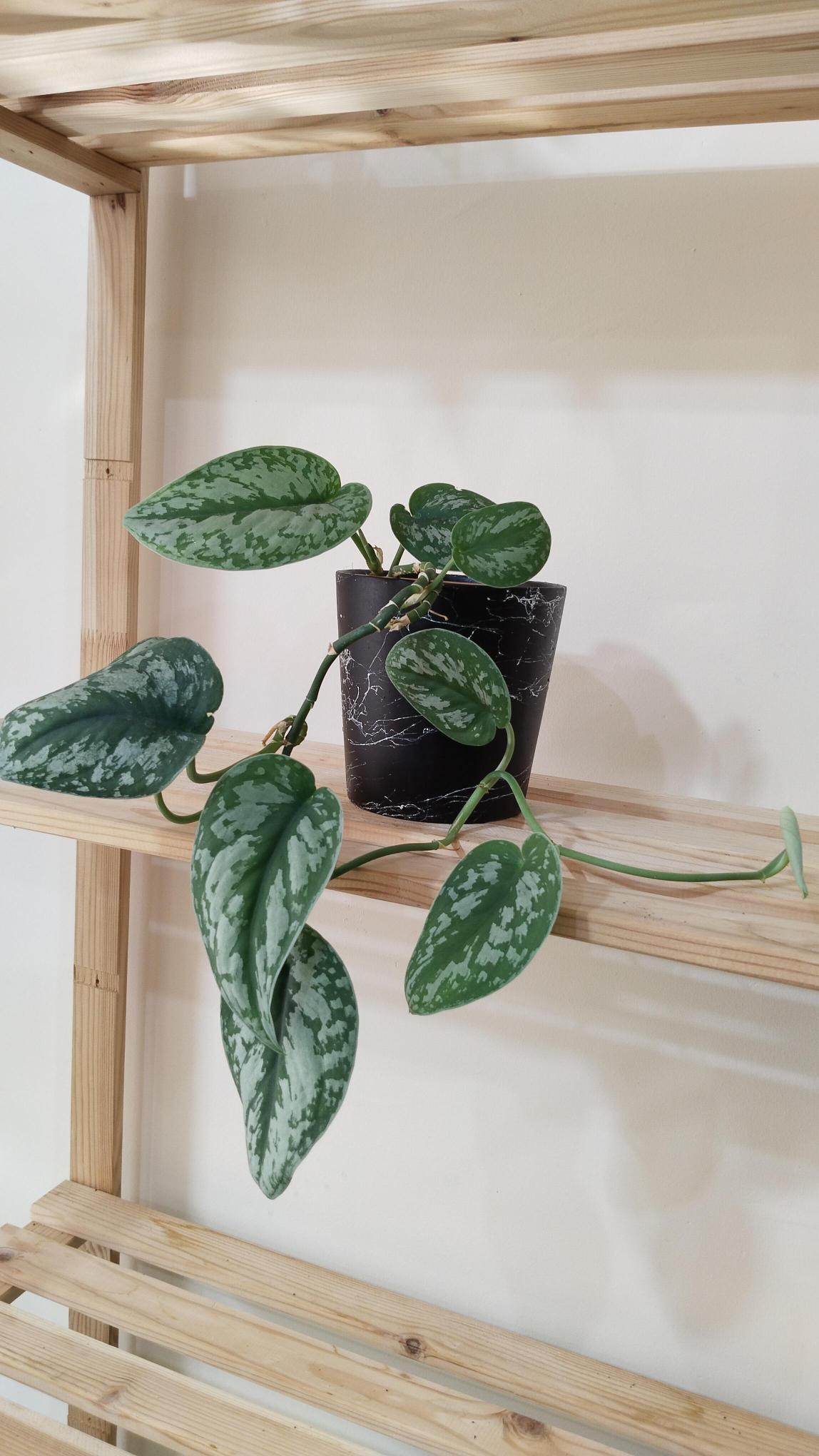 Scindapsus%20Pictus%20/%20Satin%20Pothos%20Sarmaşığı%20