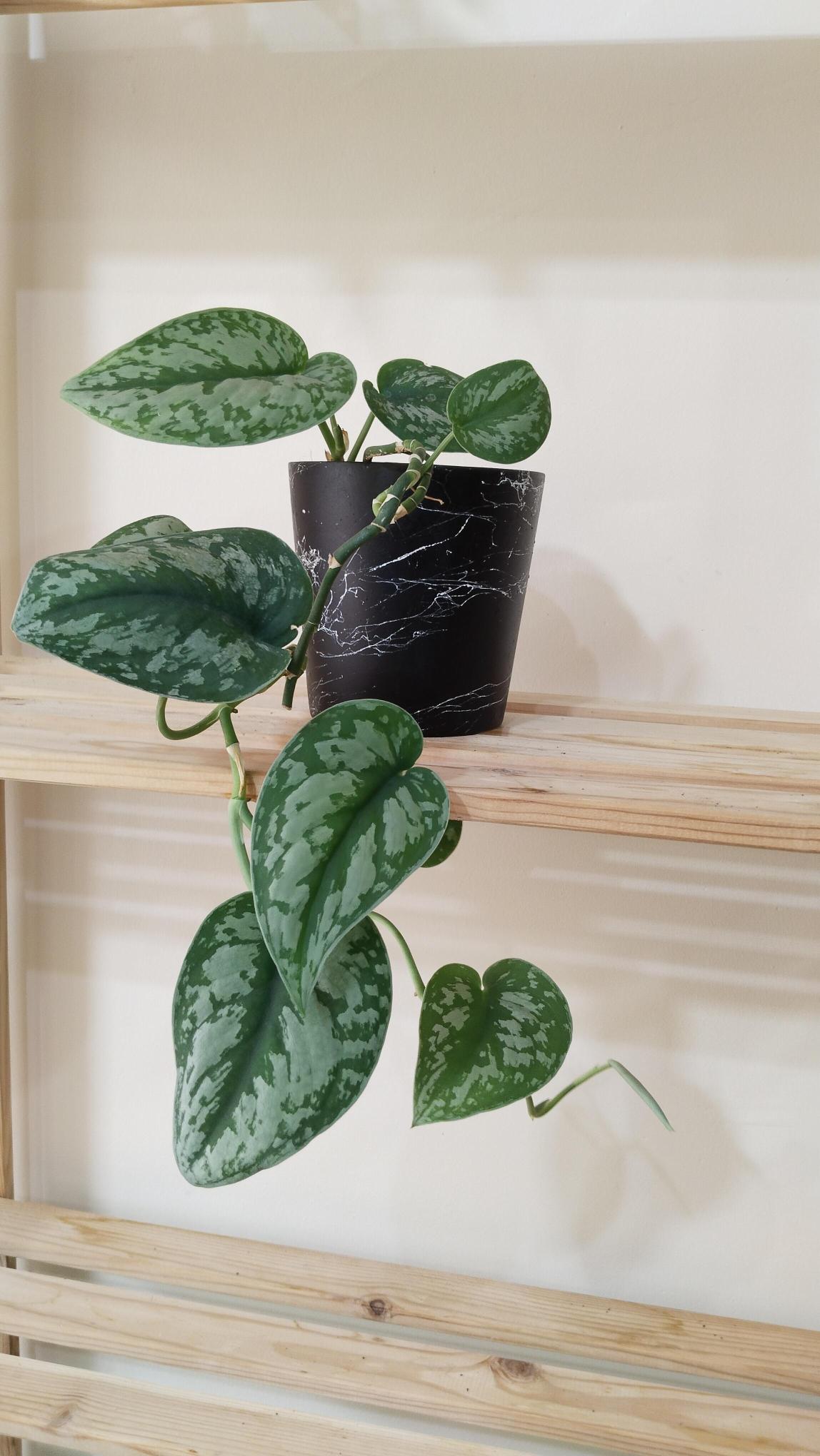 Scindapsus%20Pictus%20/%20Satin%20Pothos%20Sarmaşığı%20