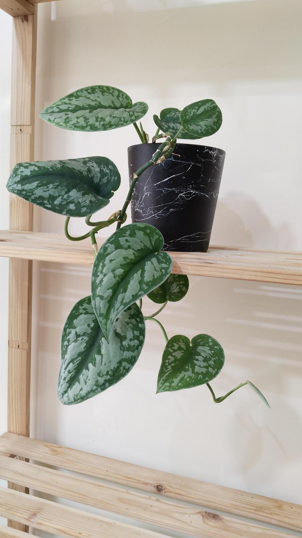 Scindapsus%20Pictus%20/%20Satin%20Pothos%20Sarmaşığı%20