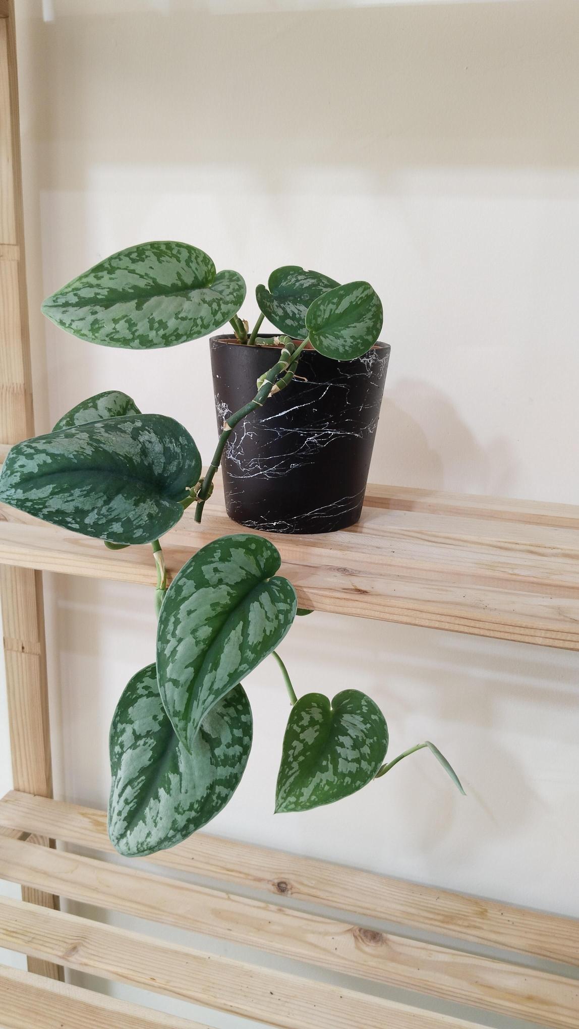 Scindapsus%20Pictus%20/%20Satin%20Pothos%20Sarmaşığı%20